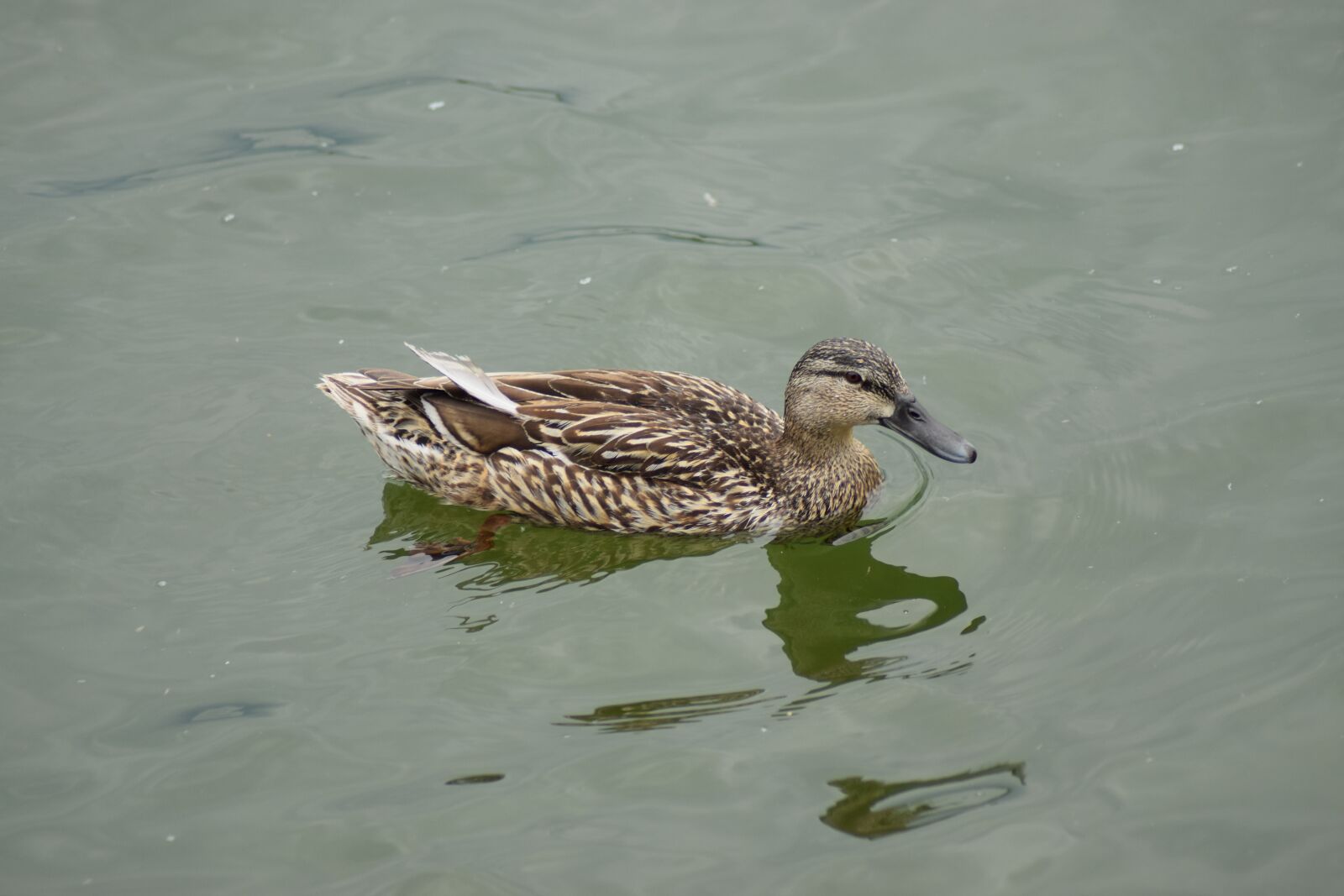 Nikon D3300 sample photo. Duck, water, animal photography