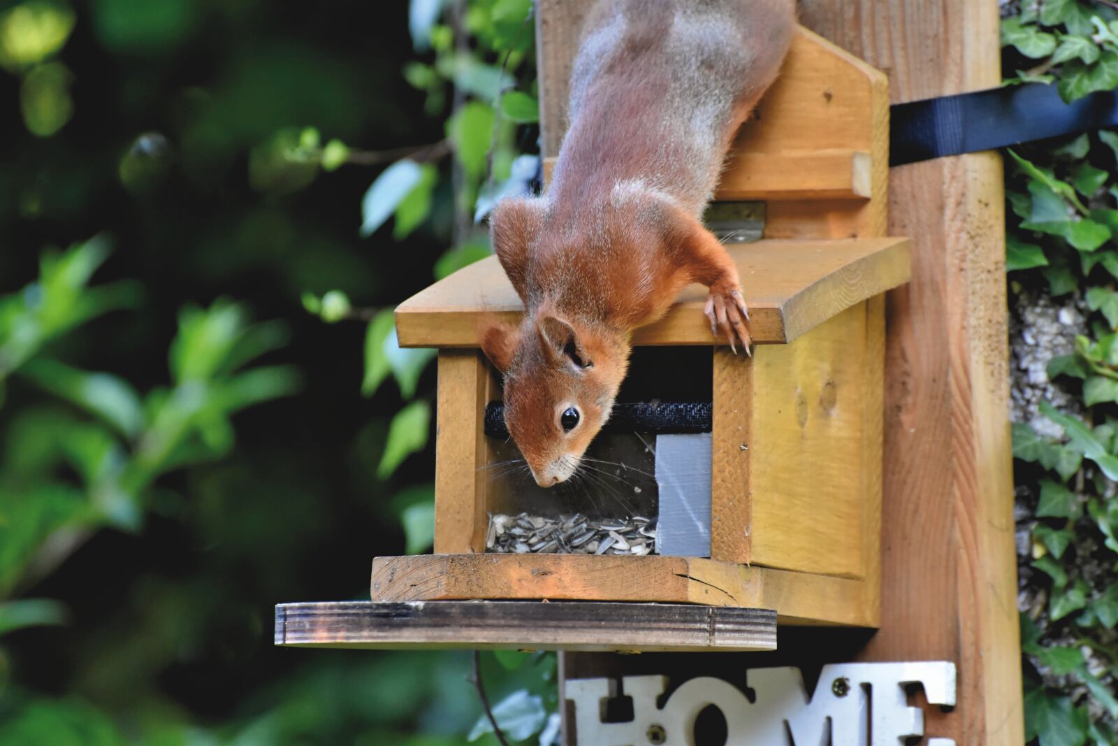 Nikon D7200 sample photo. Squirrel, verifiable kitten, rodent photography