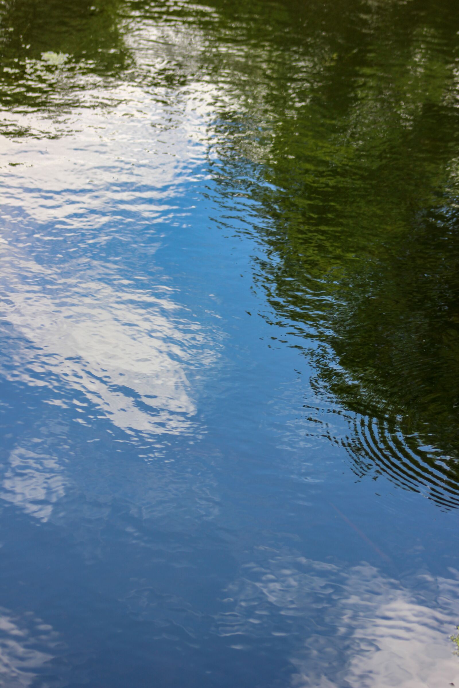 Canon EF75-300mm f/4-5.6 sample photo. Water, mirror, swan photography