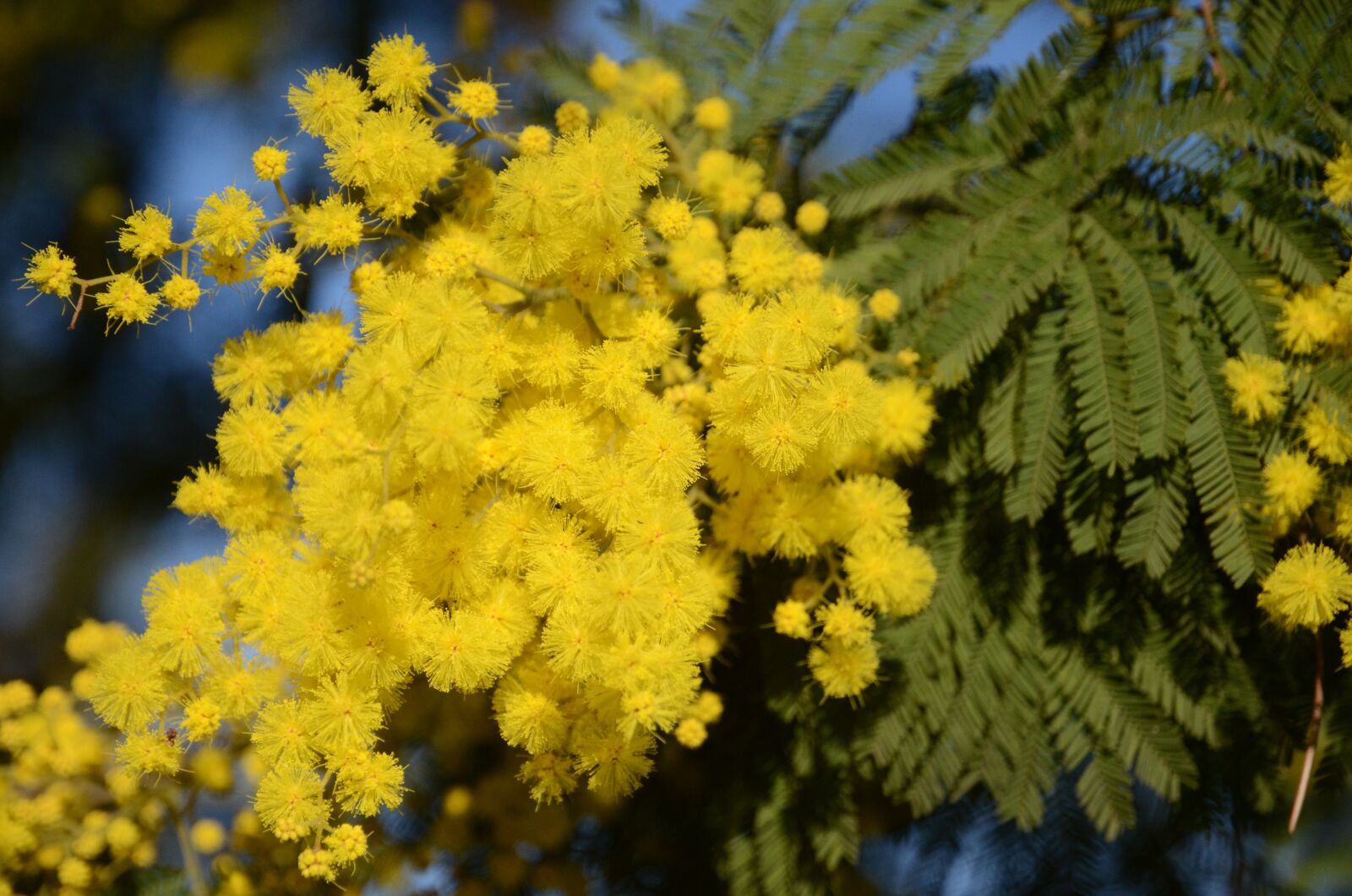 Nikon D7000 sample photo. Mimosa, flower, nature photography