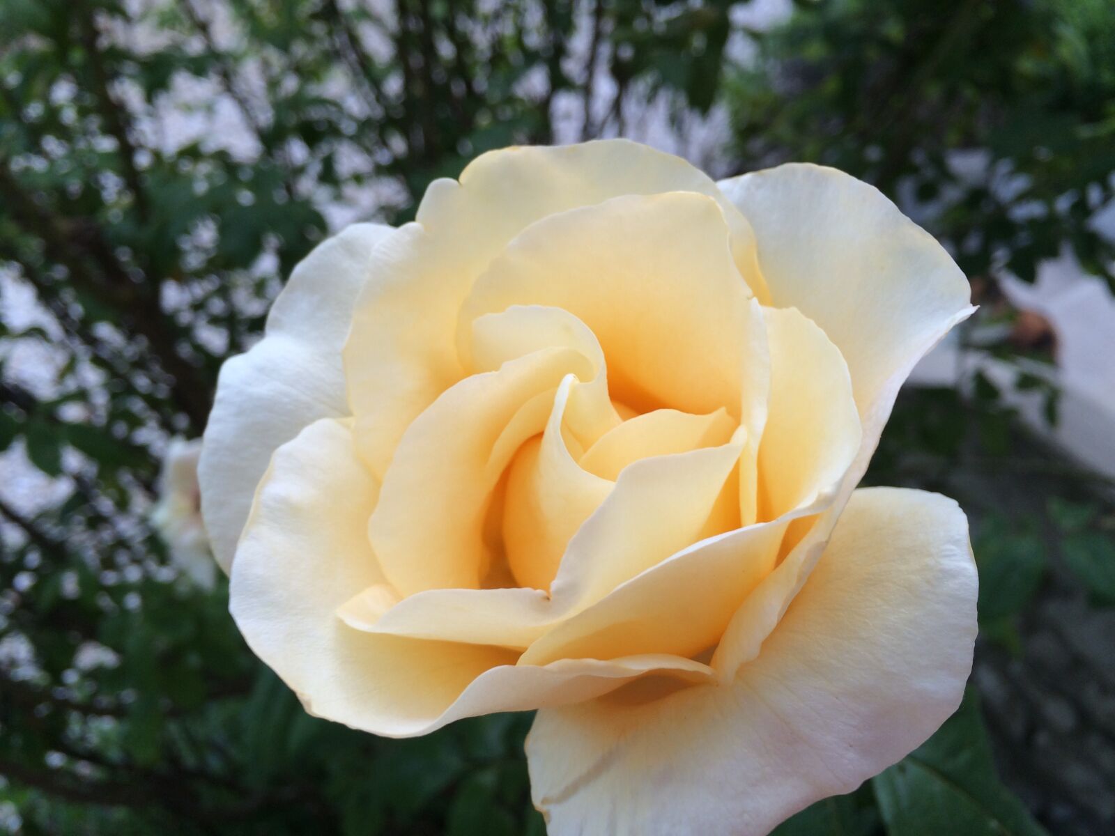iPhone 5s back camera 4.15mm f/2.2 sample photo. Pink, yellow, yellow flower photography