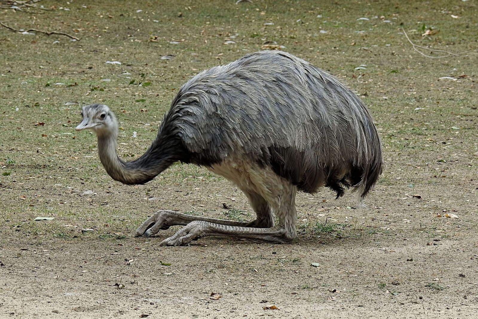 Nikon Coolpix P900 sample photo. Rhea bird, bird, flightless photography
