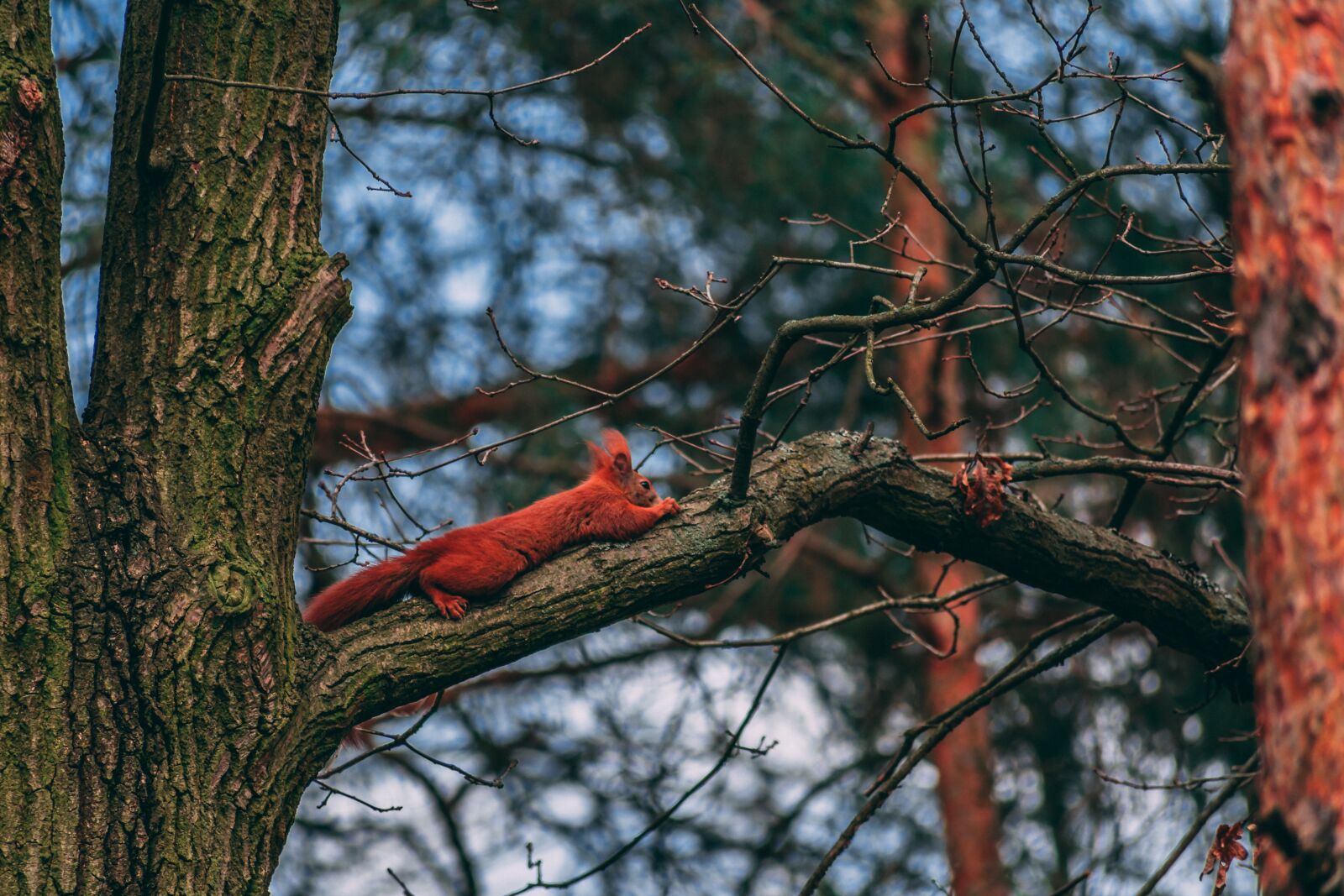 Nikon D3400 sample photo. The squirrel, animals, forest photography