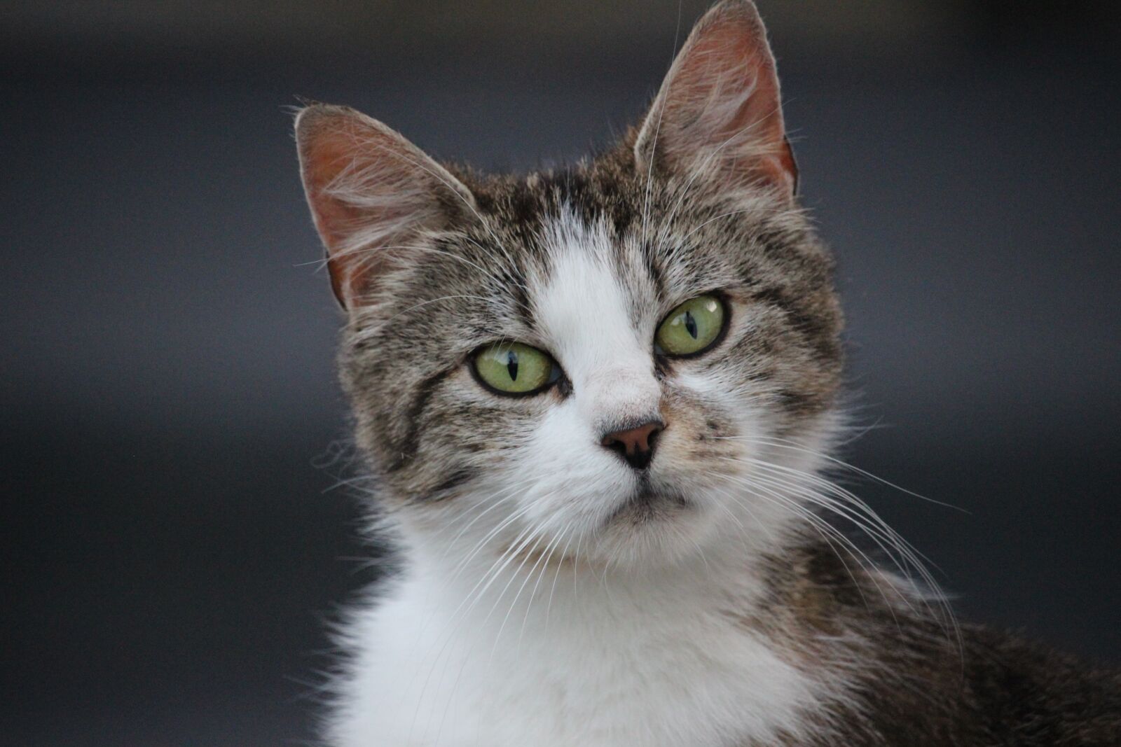 Canon EOS 600D (Rebel EOS T3i / EOS Kiss X5) sample photo. Cats, wild photography