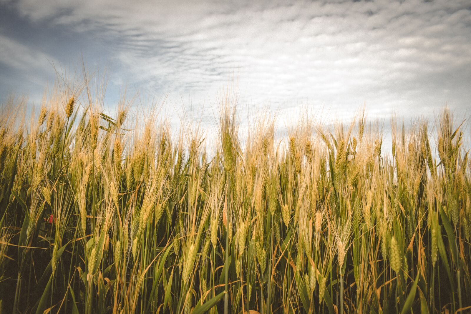 Nikon D3300 sample photo. Barley, cereals, agriculture photography