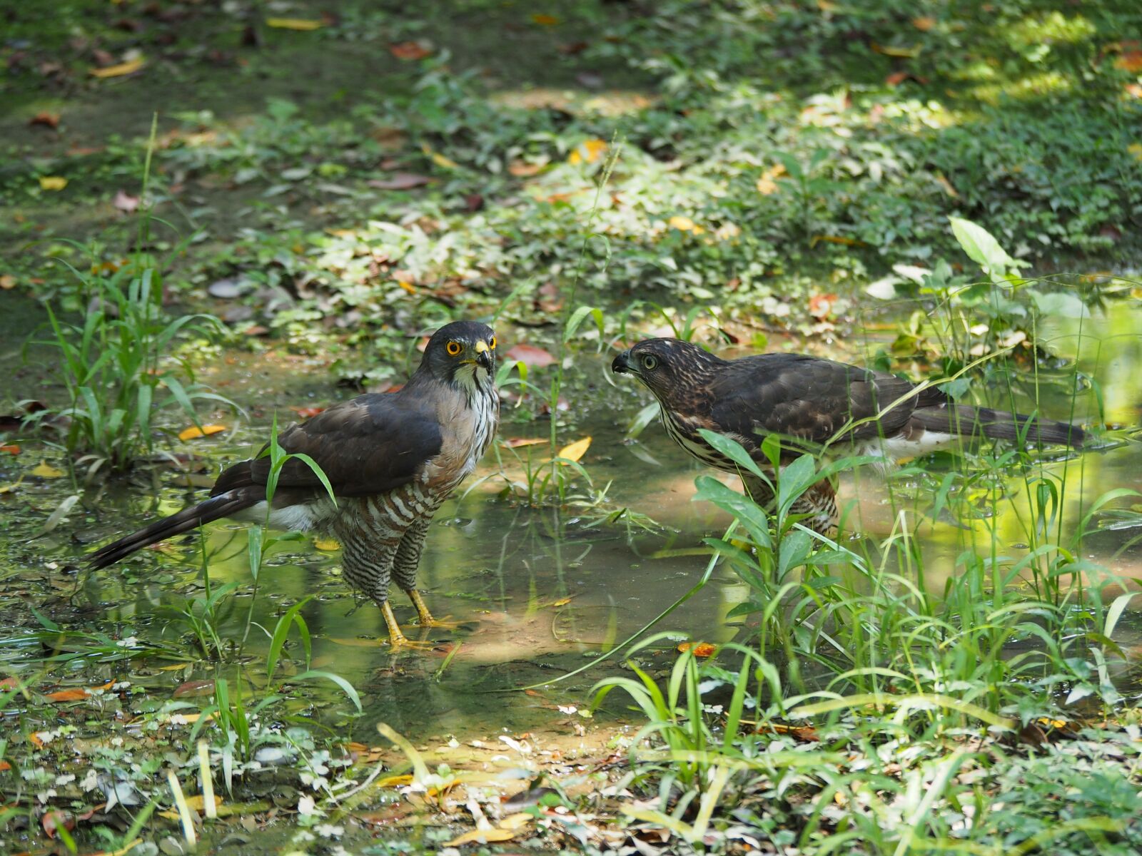 Olympus OM-D E-M5 sample photo. Crested goshawk, daan park photography