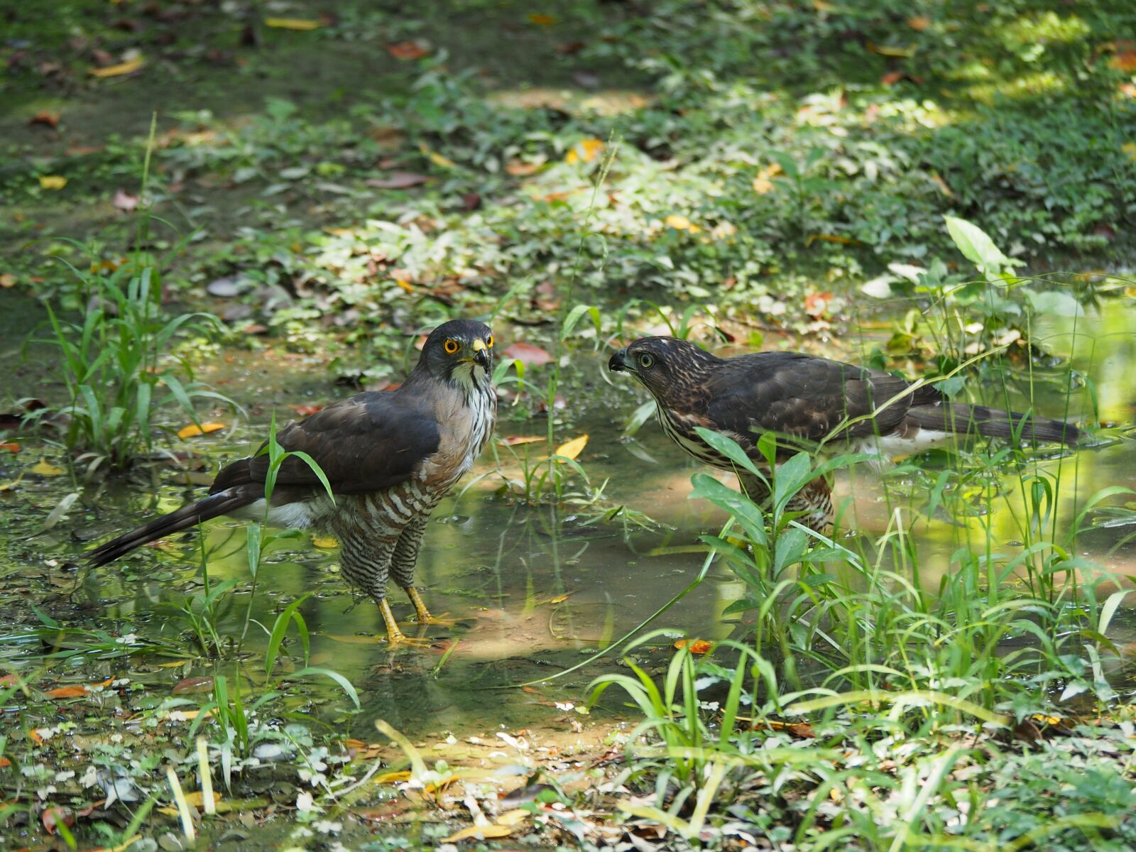 Panasonic Lumix G Vario 100-300mm F4-5.6 OIS sample photo. Crested goshawk, daan park photography