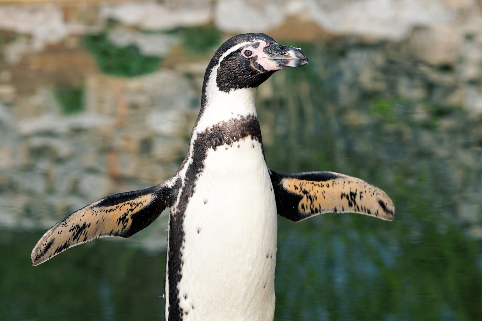 Sony a6000 + E 60mm F2.8 sample photo. Penguin, bird, animal photography