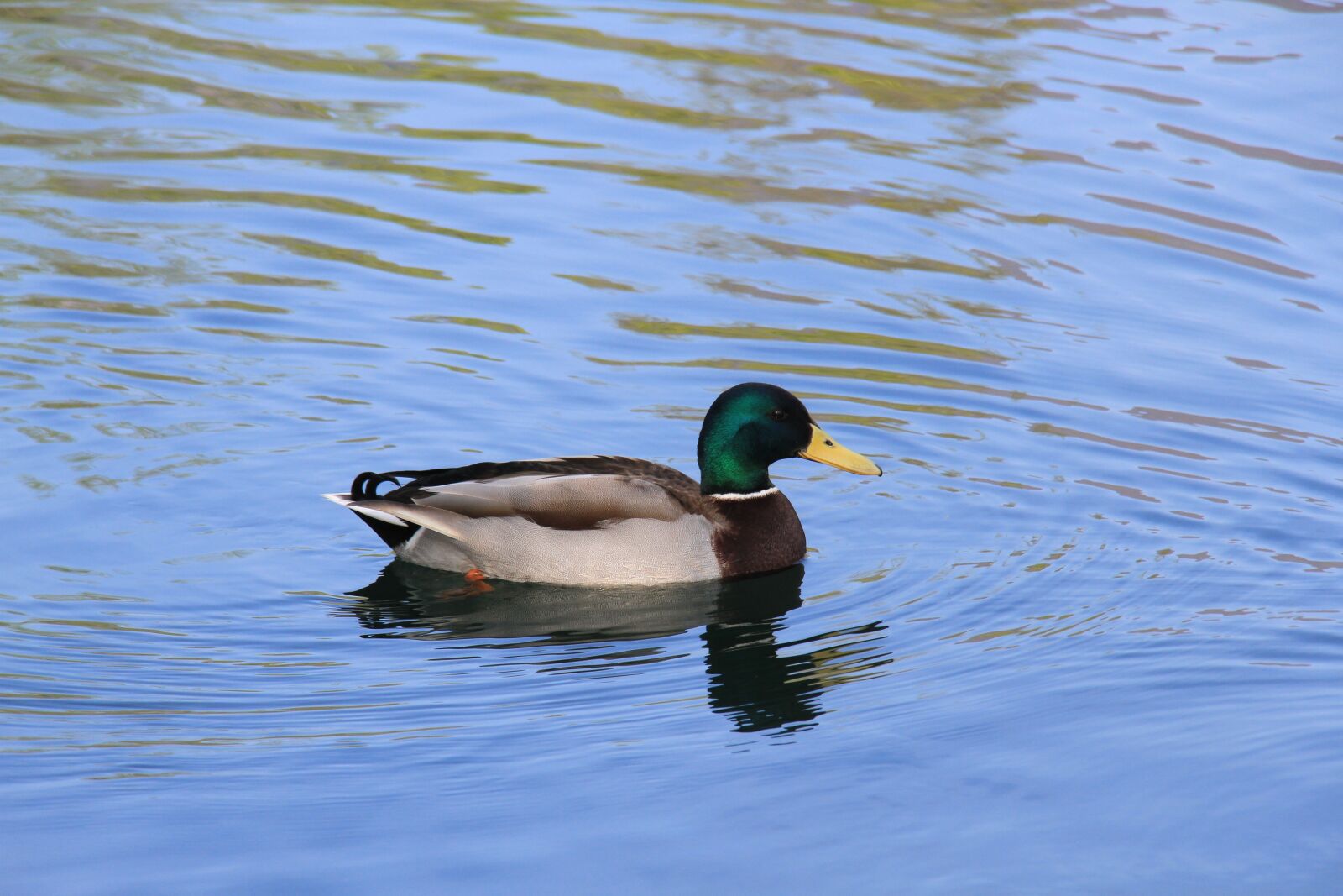 Canon EOS 7D sample photo. Duck, lake, carouge photography