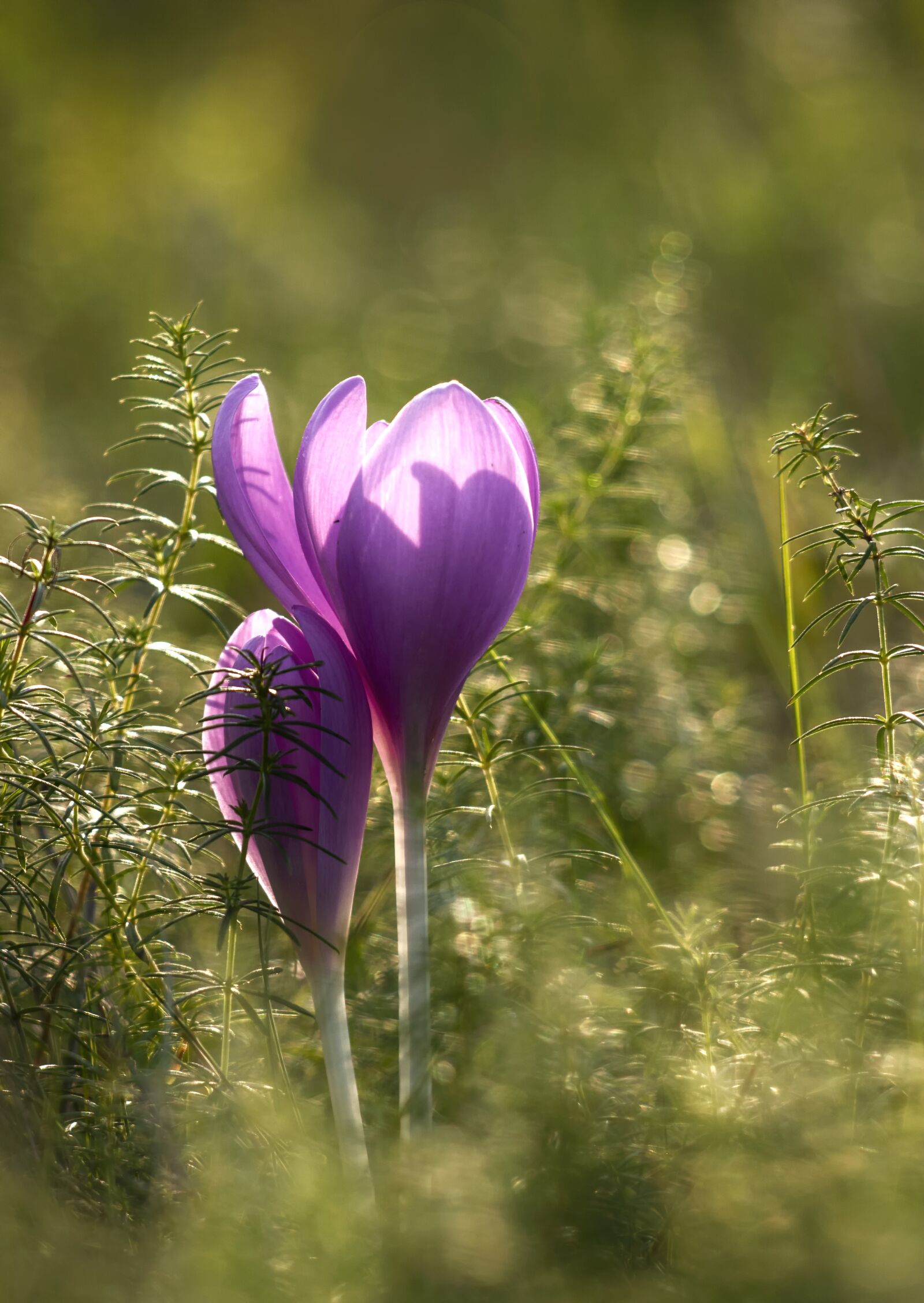 Canon EF 70-300 F4-5.6 IS II USM sample photo. Autumn crocus, flower, nature photography