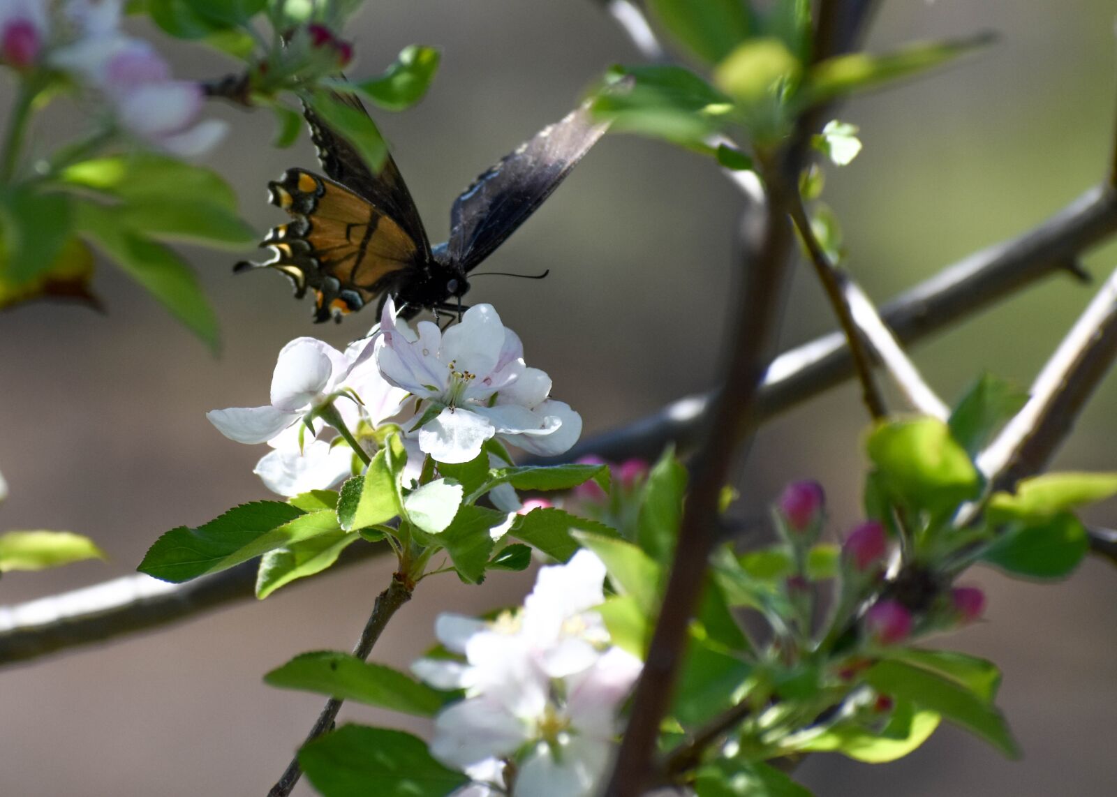 Nikon D3400 sample photo. Butterfly, apple, blossom photography