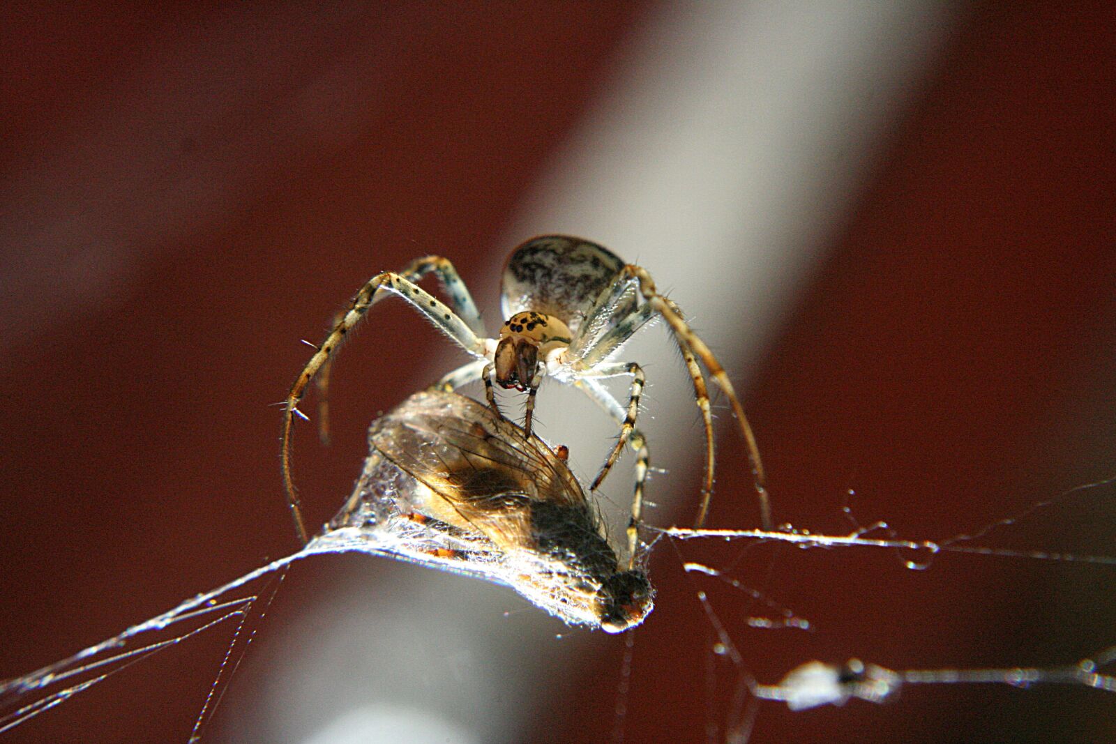 Canon EOS 350D (EOS Digital Rebel XT / EOS Kiss Digital N) sample photo. Spider, nature, insects photography