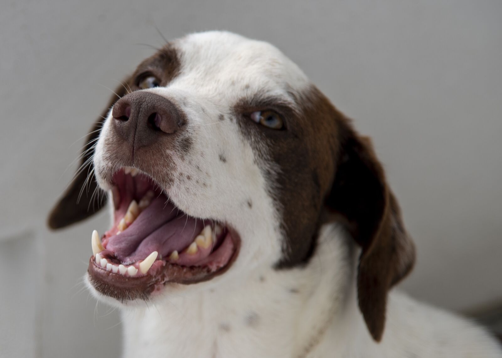 Nikon D750 sample photo. Leopoldo, dog, scooby-doo photography