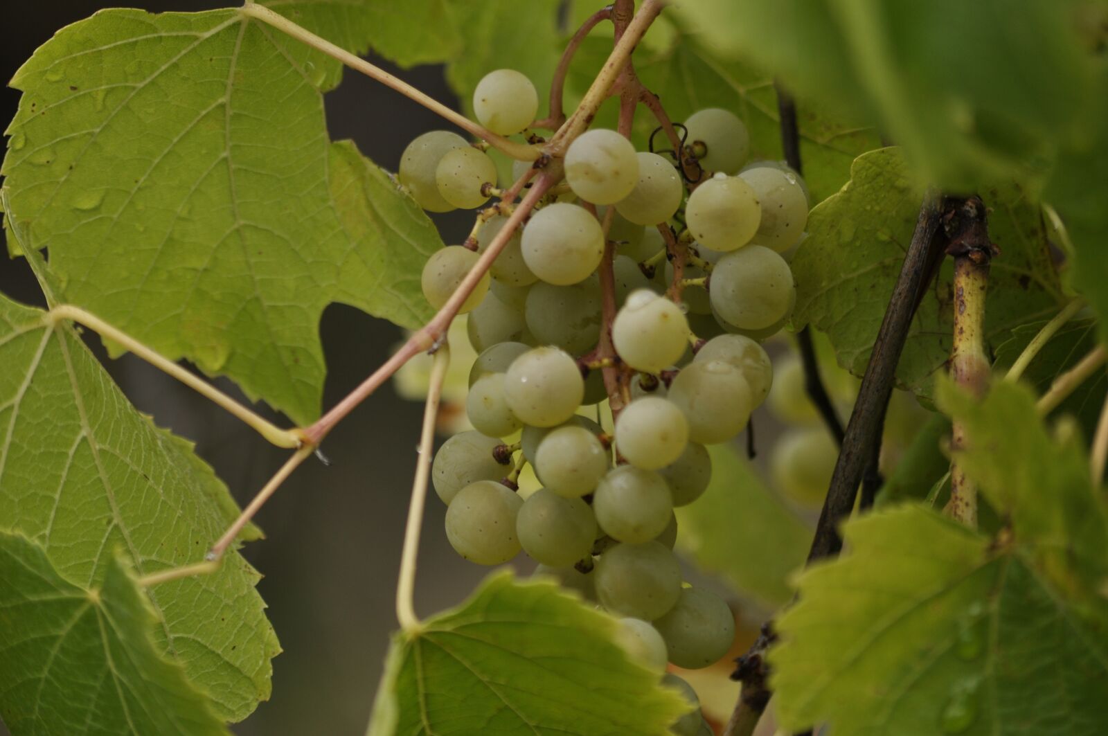 Nikon D90 sample photo. Grapes, green, fruit photography