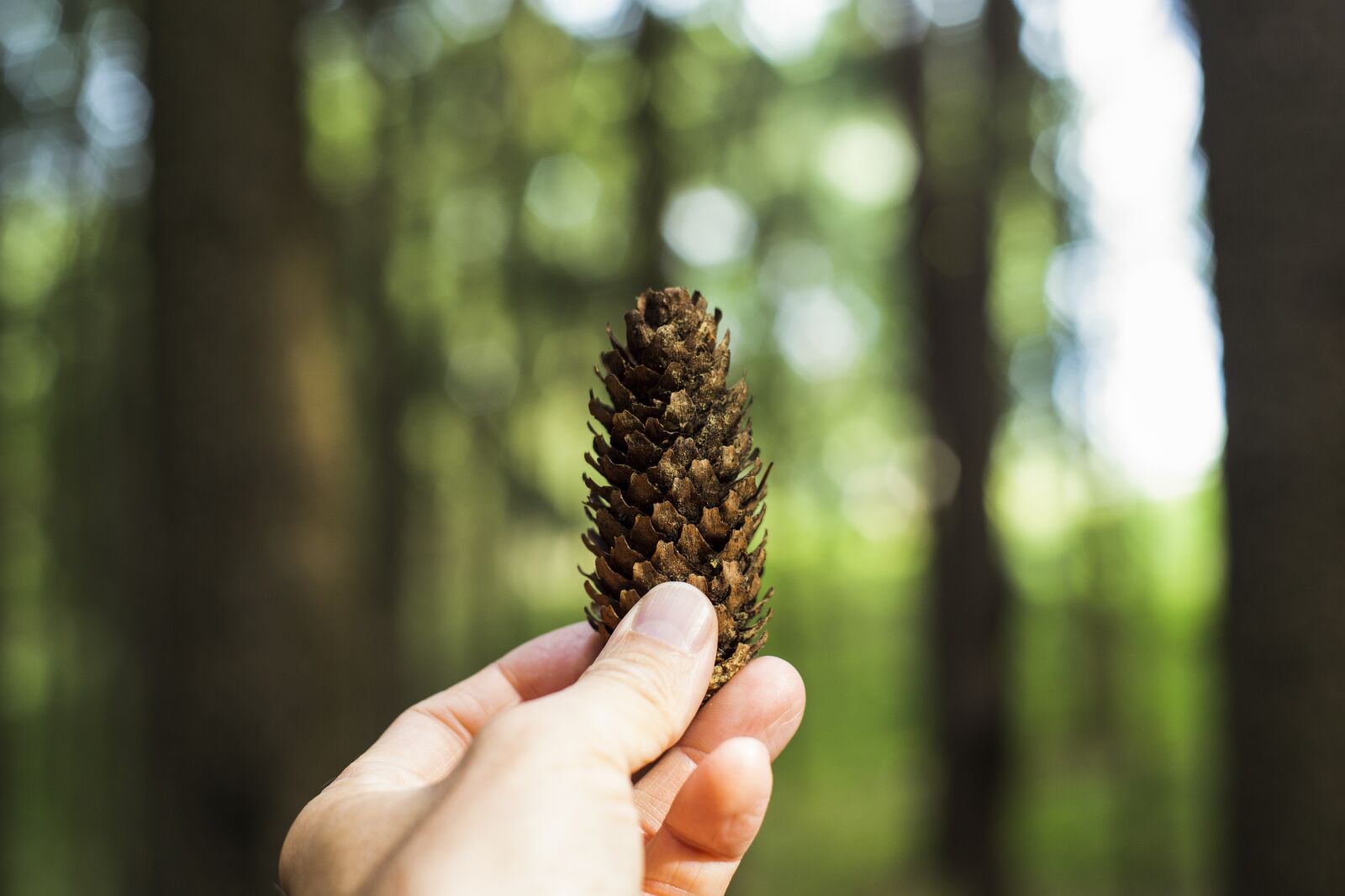 Canon EOS 5D Mark III sample photo. Pine cones, forest, tree photography