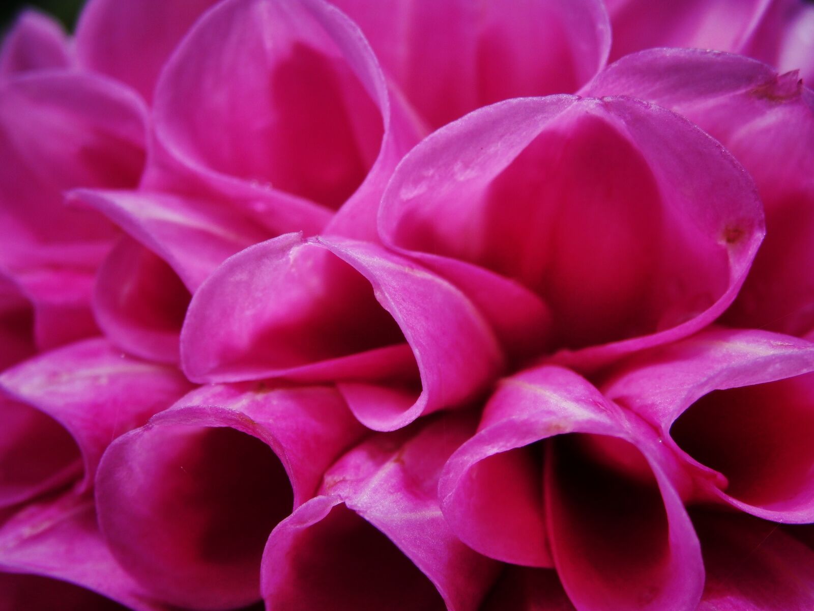Olympus SZ-15,DZ-100 sample photo. Petal, petals, macro photography