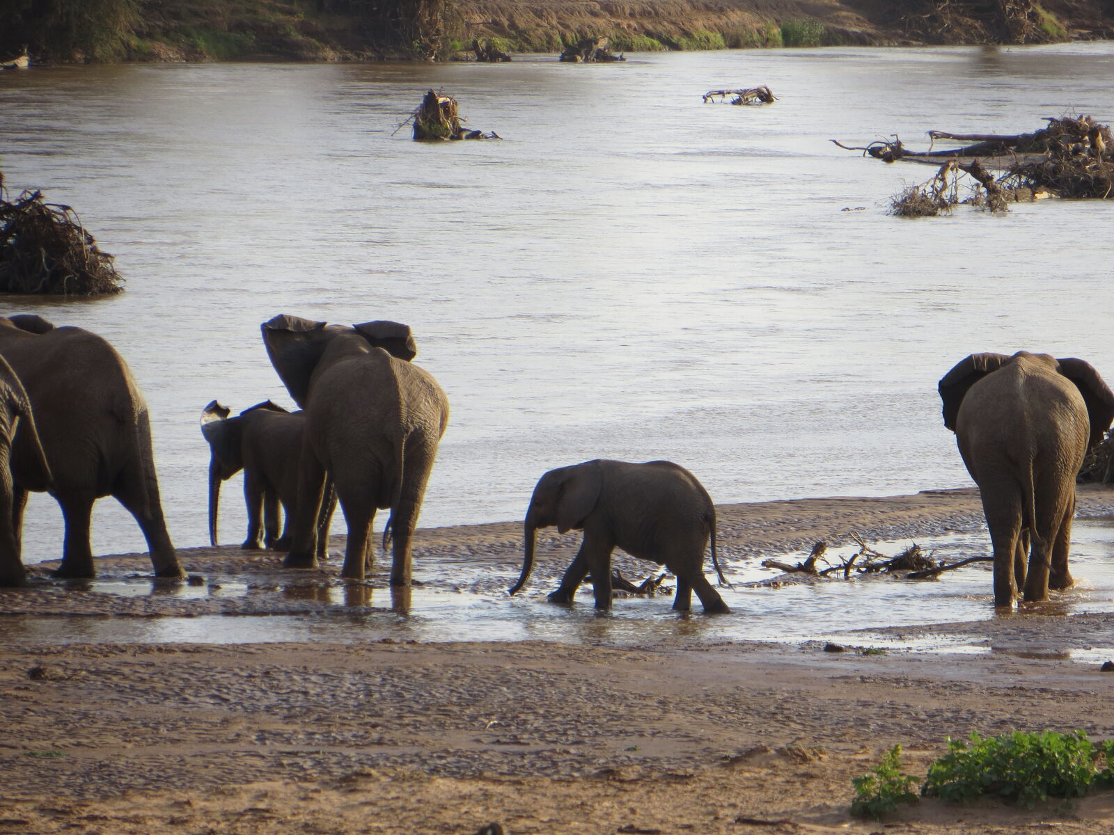 Canon PowerShot SX260 HS sample photo. Africa, elephants, kenya photography