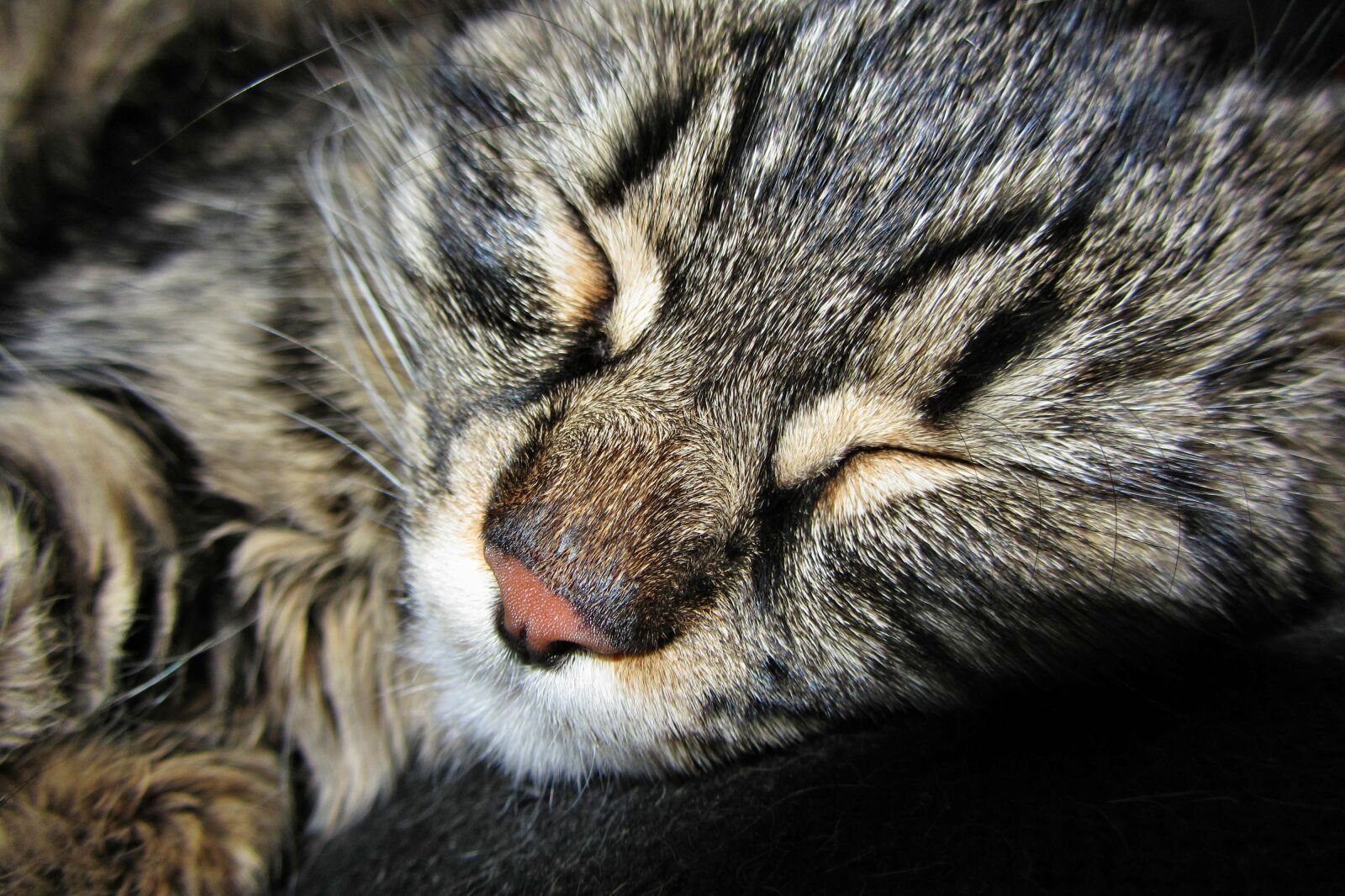 Canon PowerShot SX220 HS sample photo. Kitten, sleeps, peace of photography