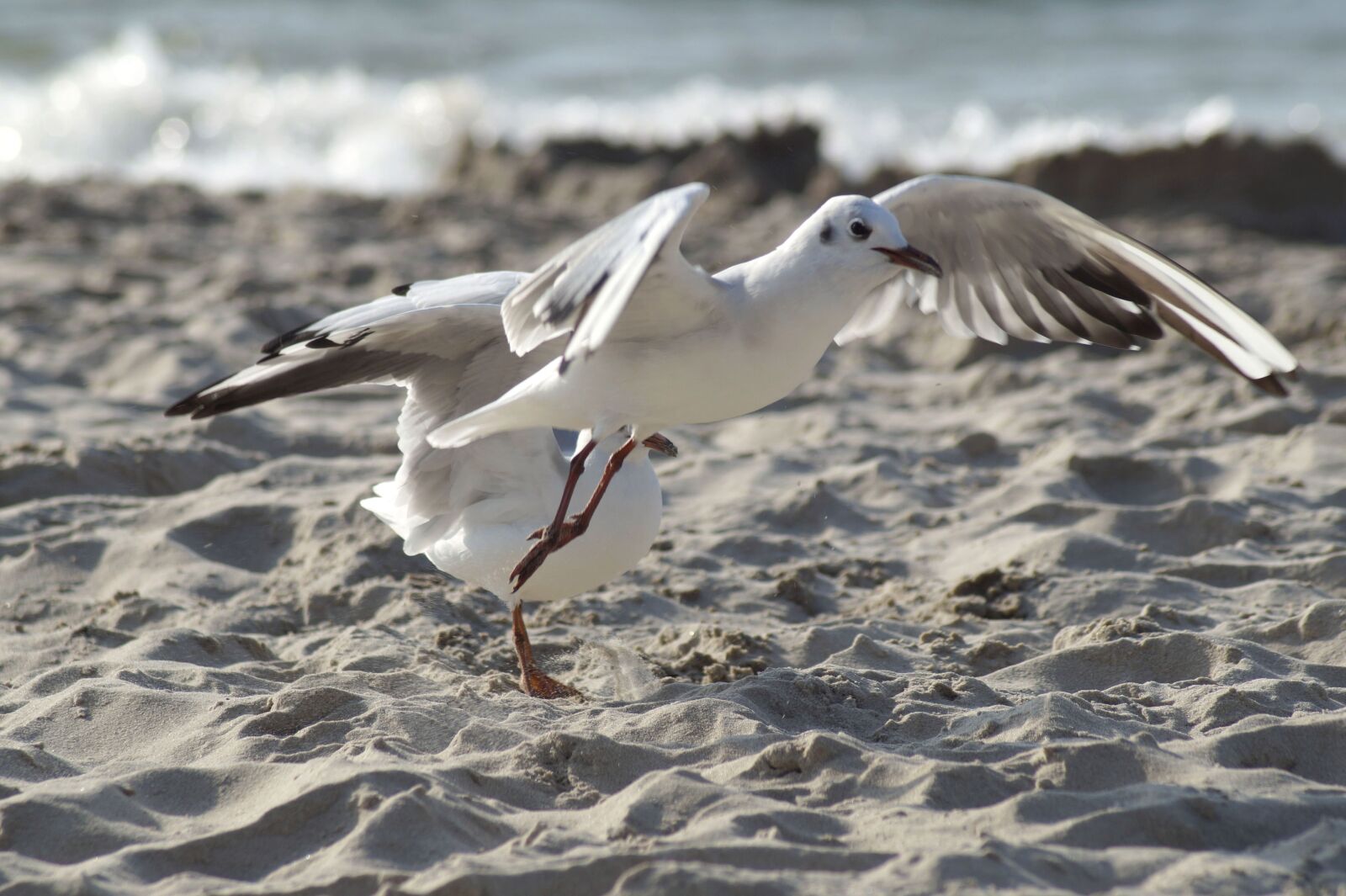 Sony SLT-A58 sample photo. Seagull, bird, water bird photography