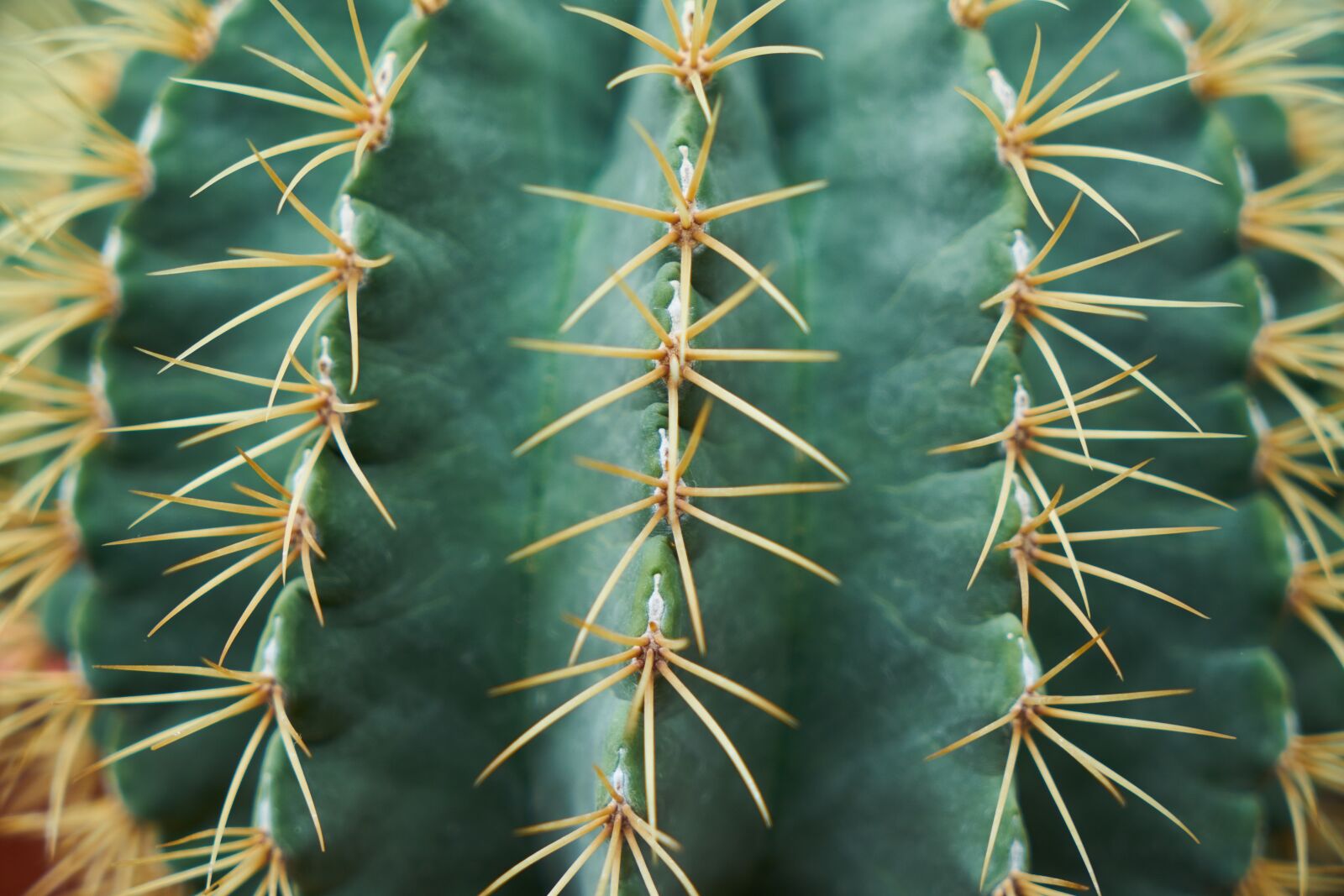 Sony a7R II sample photo. Cactus, dea, needle photography