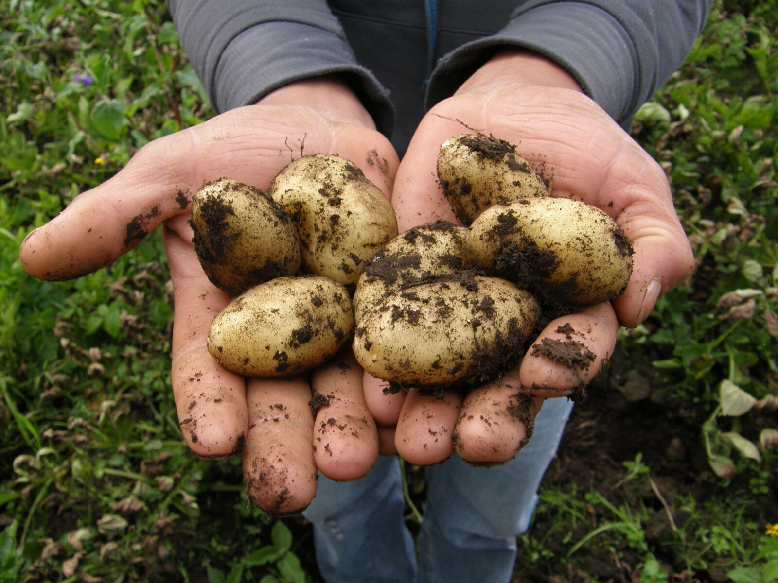 Olympus SP550UZ sample photo. Potatoes, harvest, food photography