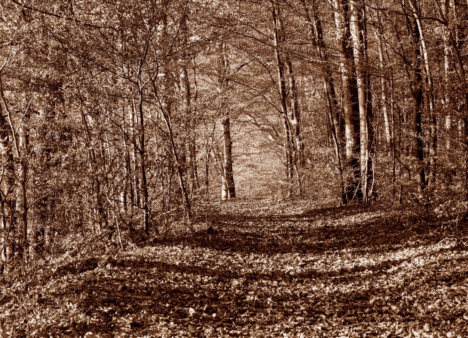Canon EOS 80D sample photo. Deciduous forest, autumn, forest photography