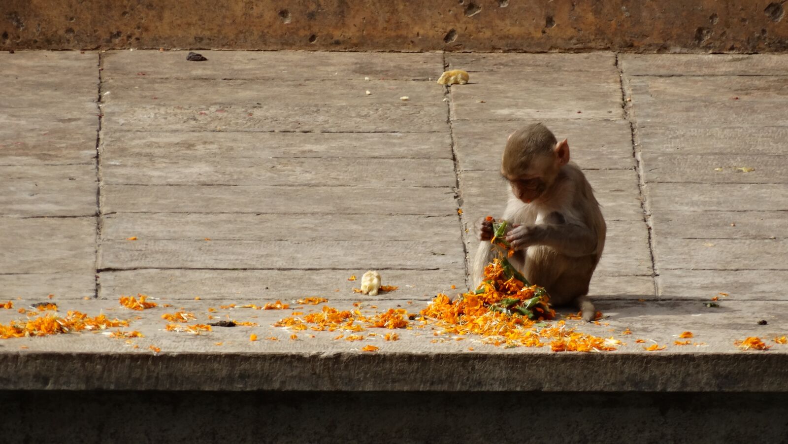 Sony Cyber-shot DSC-HX300 sample photo. Monkey, india, hinduism photography