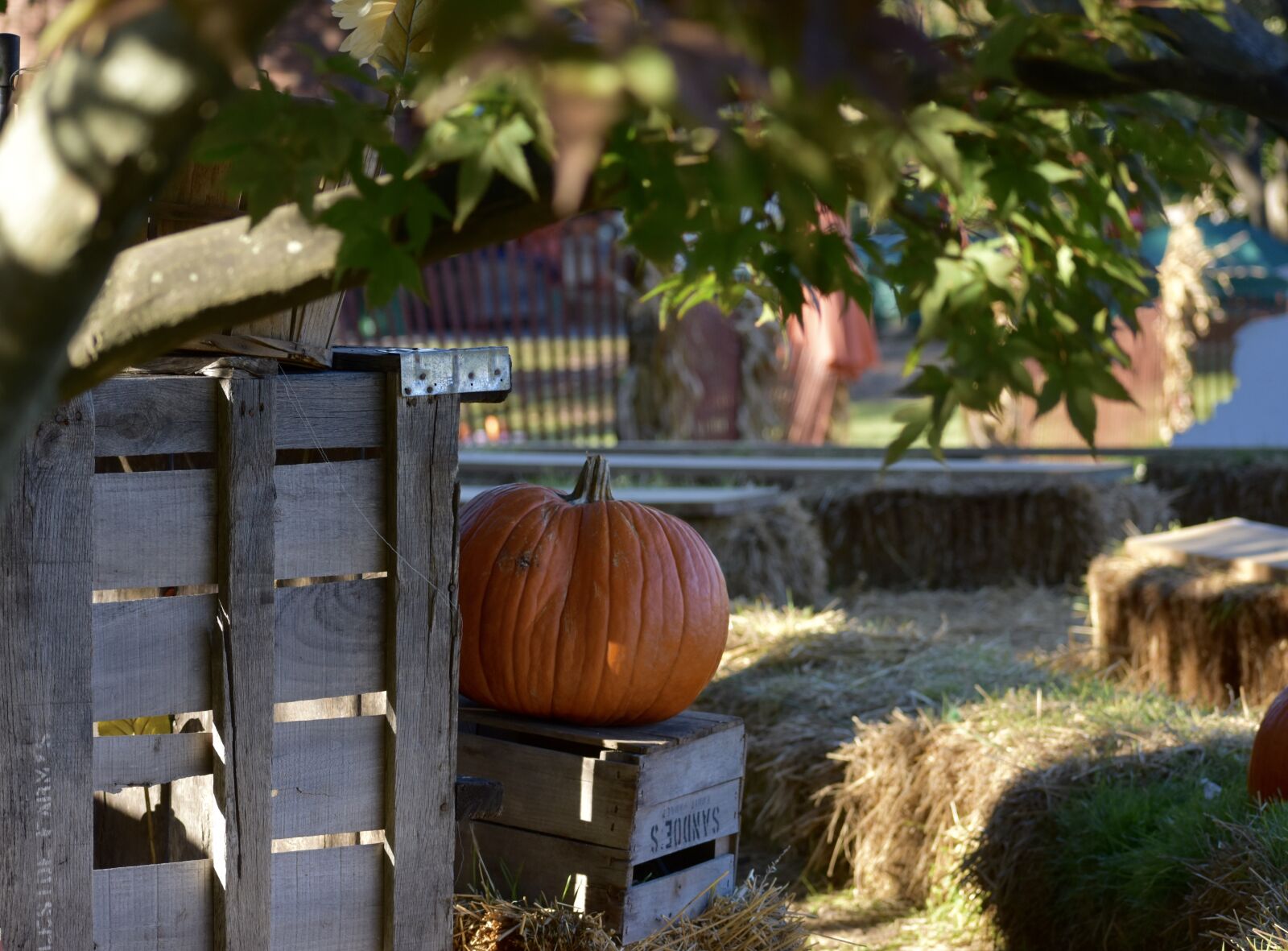 Nikon D3400 sample photo. Pumpkin, hay, farm photography