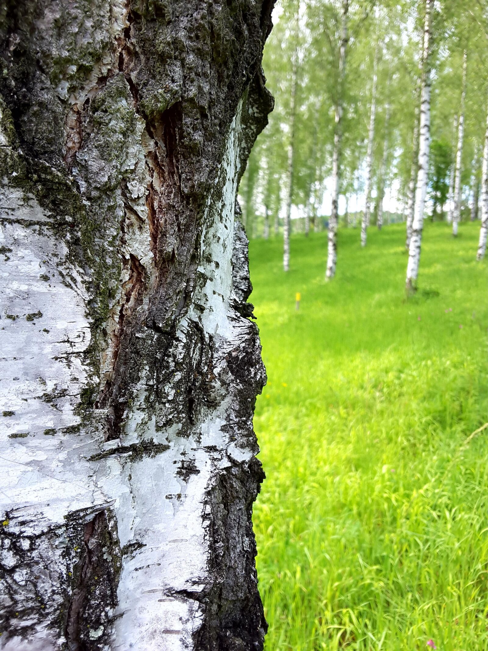 Samsung Galaxy Tab S2 sample photo. Birch, bark, tribe photography