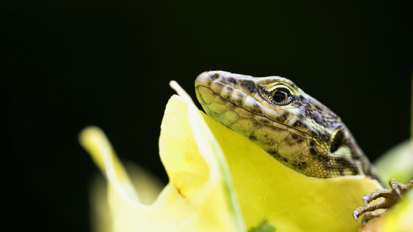 Nikon D7200 sample photo. Lizard, green, animal photography