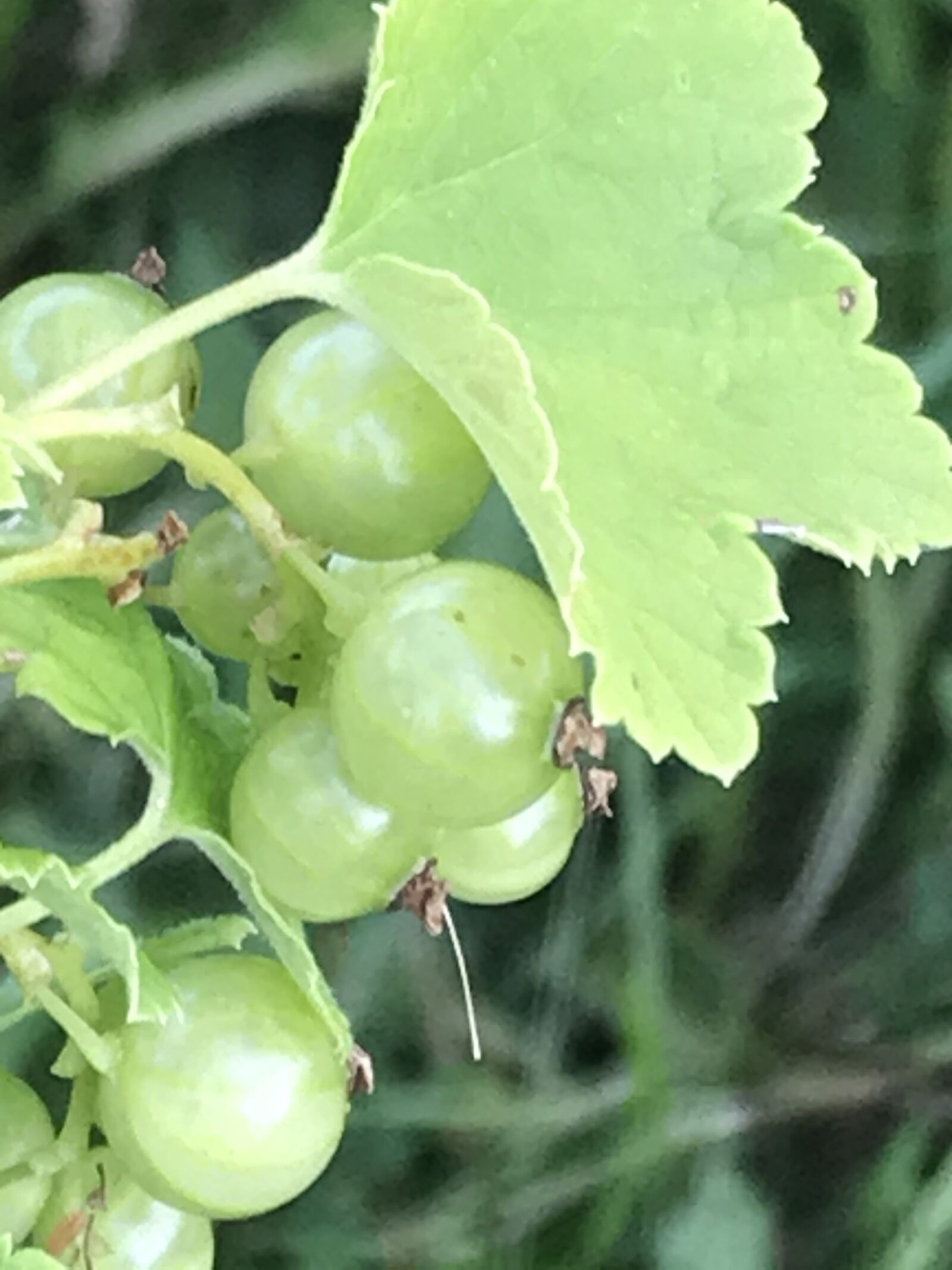 Apple iPhone 7 Plus sample photo. Currant, green, flora photography