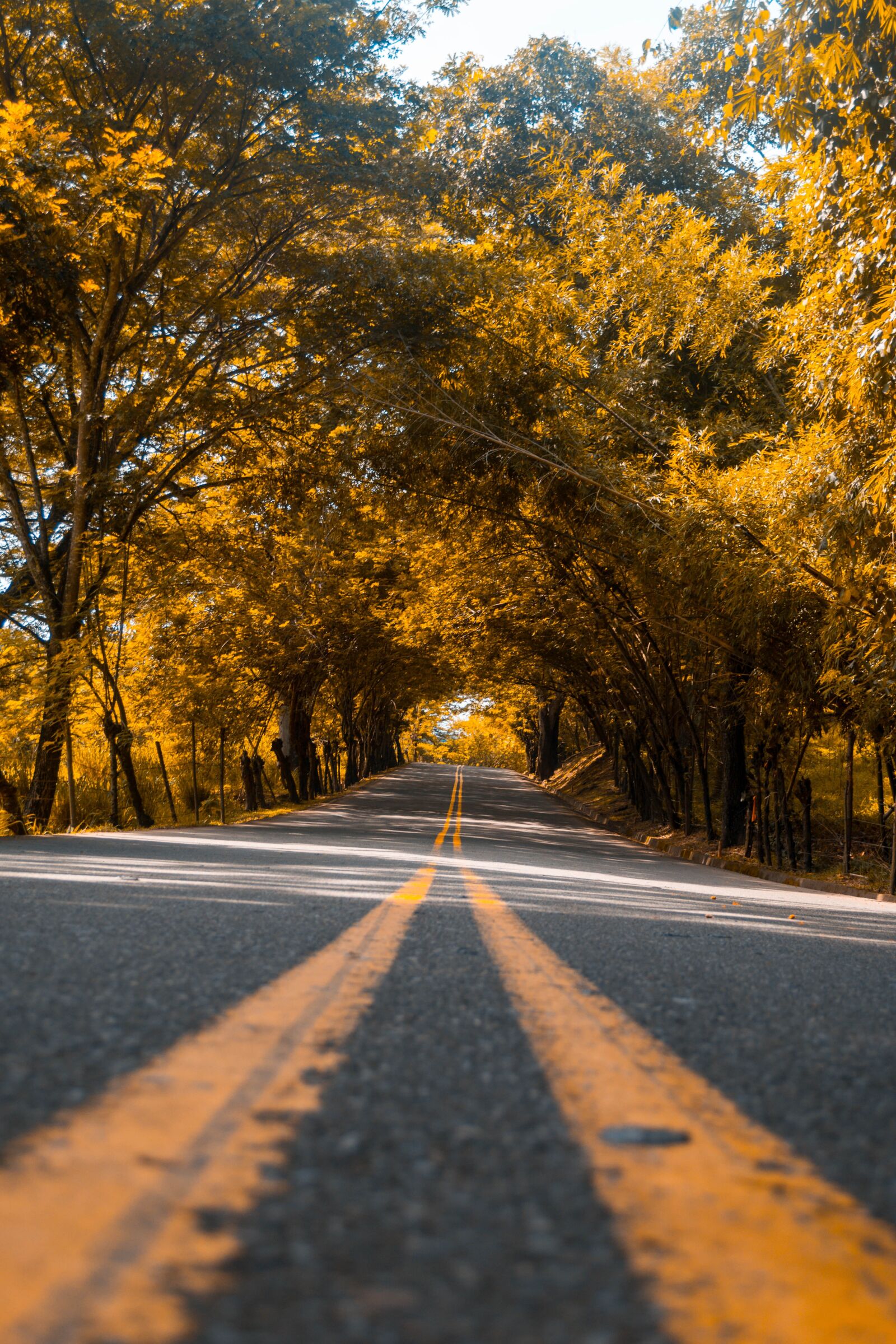 Nikon D5200 sample photo. Path, autumn, forest photography