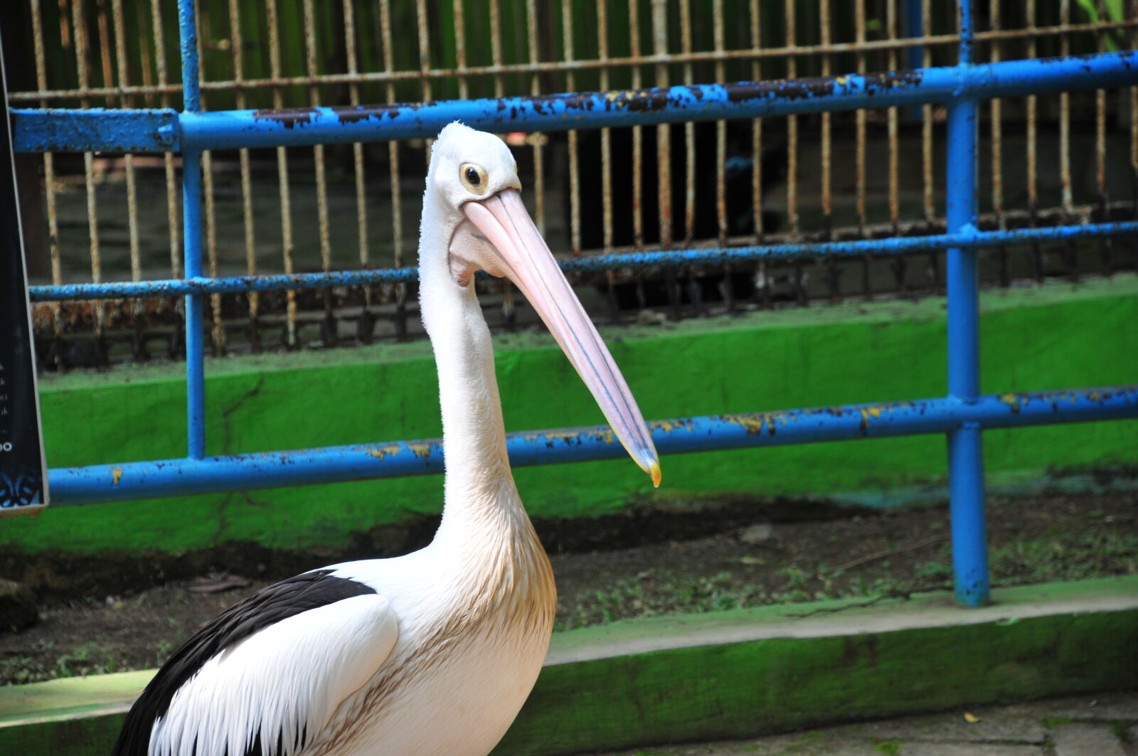 Nikon D300S sample photo. Bird, pelican, beak photography