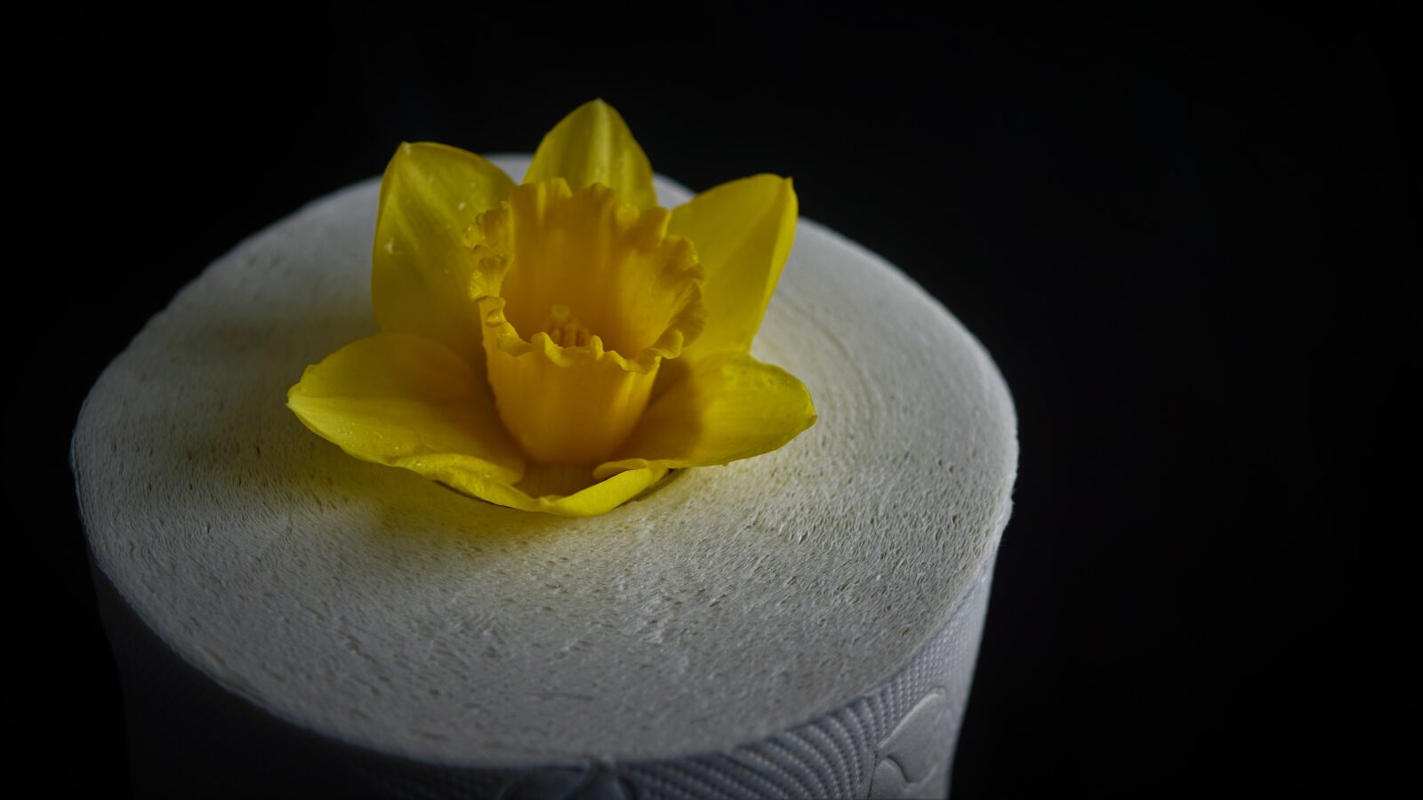 Sony E 30mm F3.5 Macro sample photo. Narcissus, flower, blossom photography