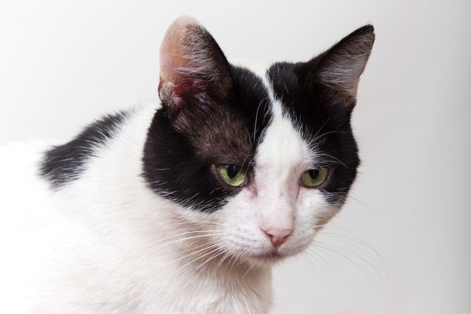 Canon EOS 600D (Rebel EOS T3i / EOS Kiss X5) sample photo. Cat, white background, cats photography