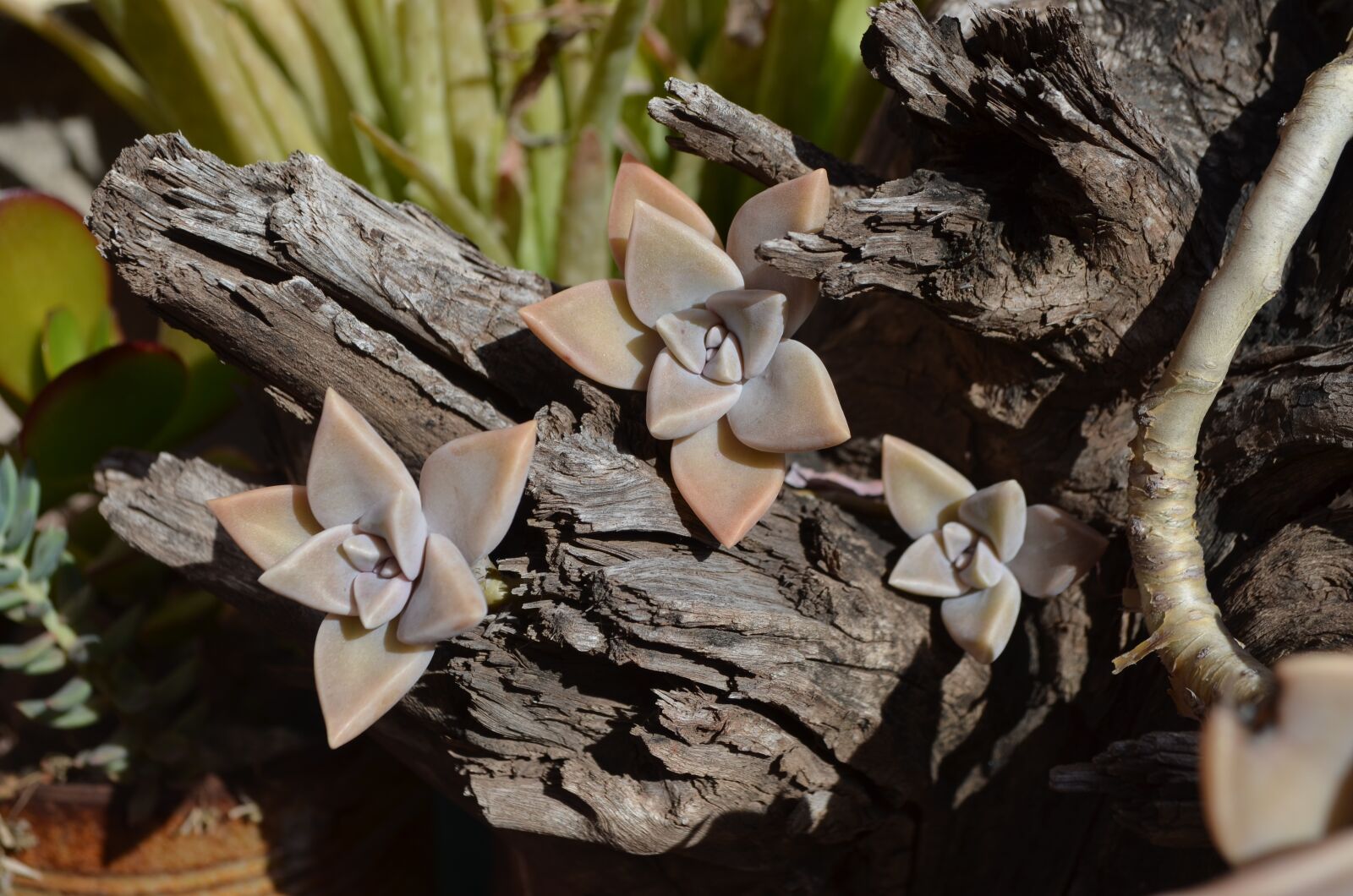 Nikon D5100 sample photo. Succulent, trunk, leaves photography