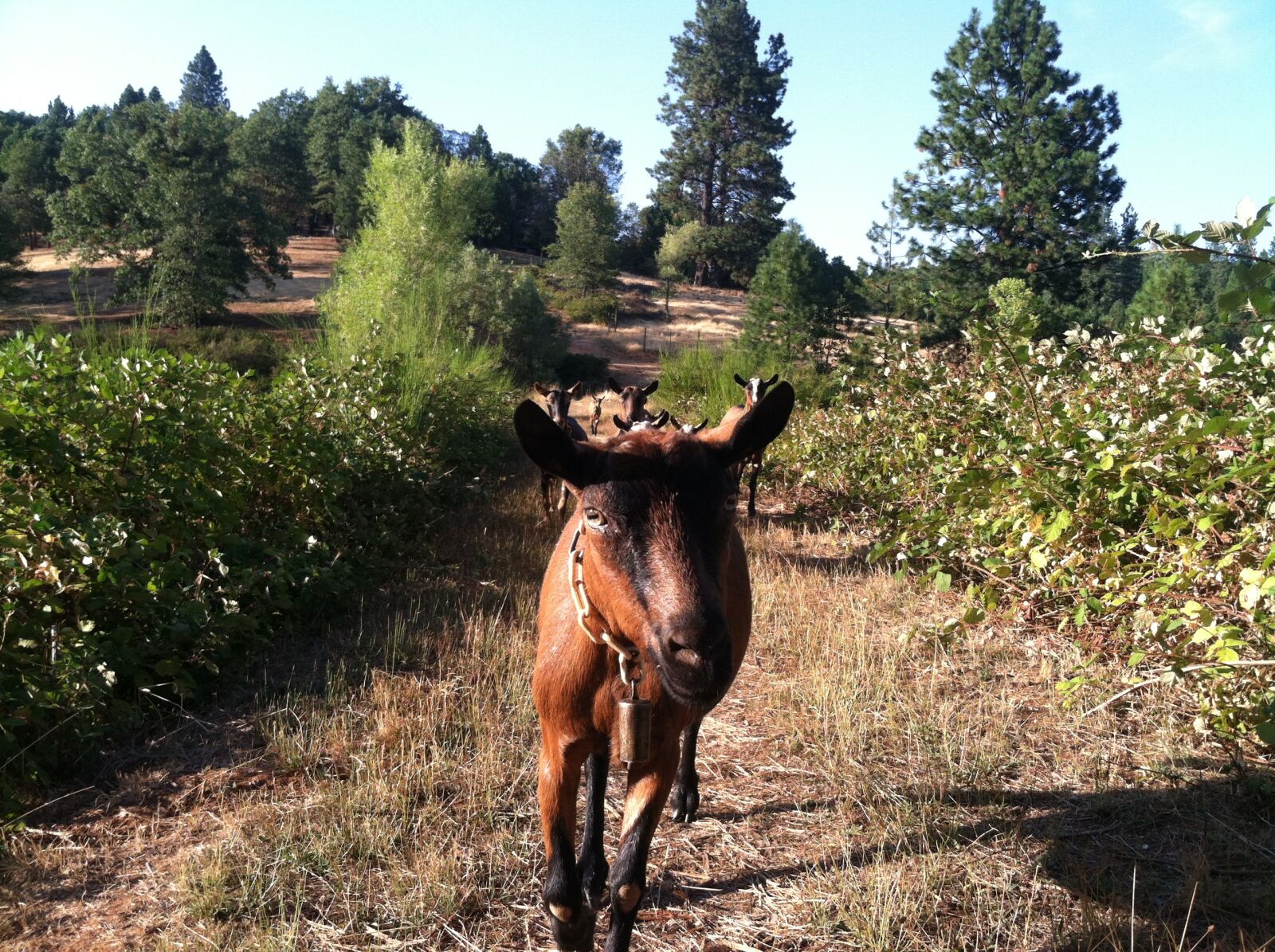 iPhone 4 back camera 3.85mm f/2.8 sample photo. Goat, nature, farm photography