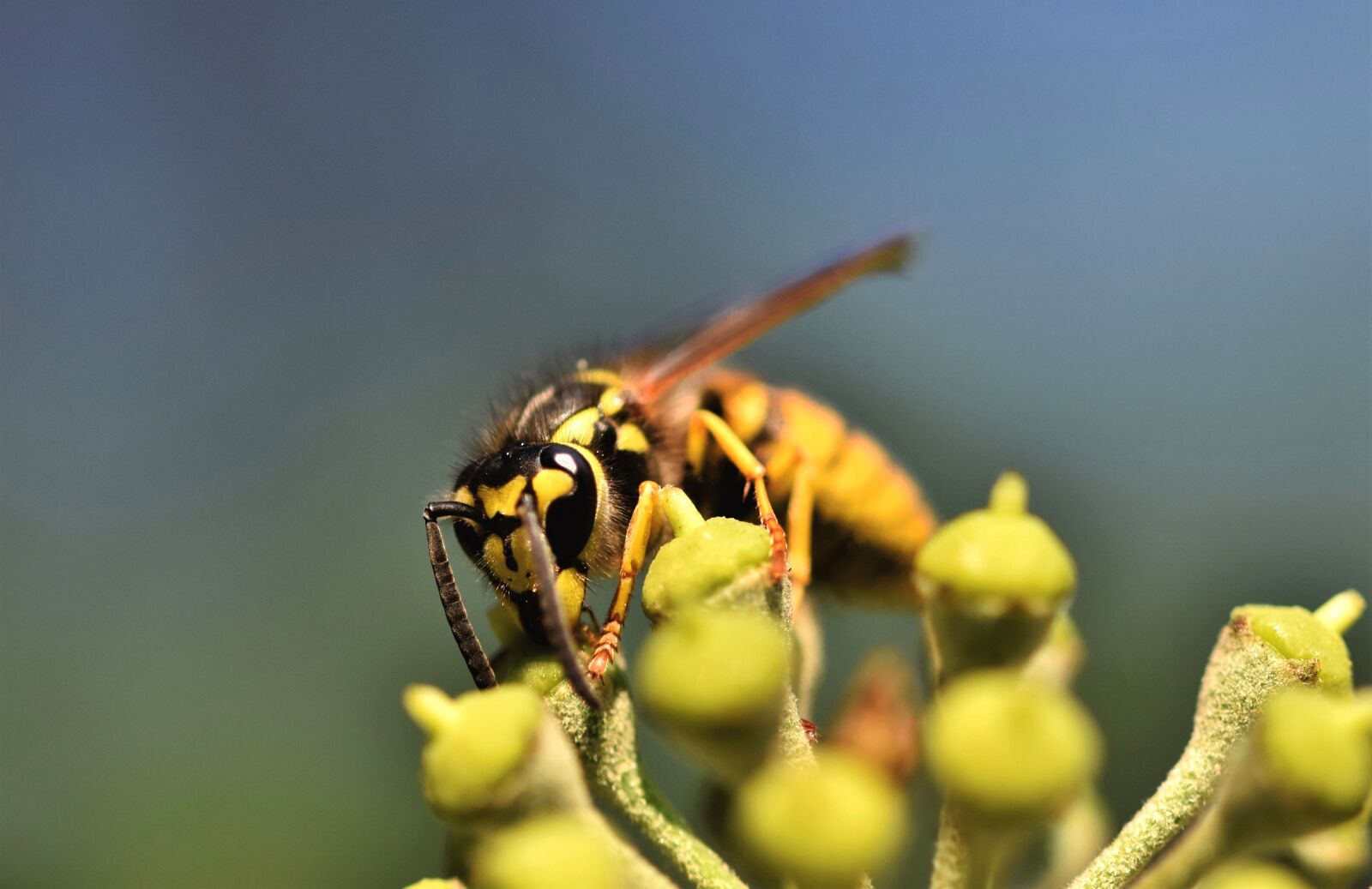 Nikon D7200 sample photo. Wasp, insect, entomology photography