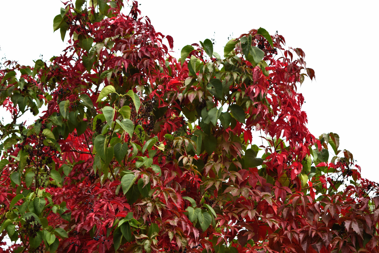 Nikon D3300 sample photo. Autumn, autumn, colors, colors photography