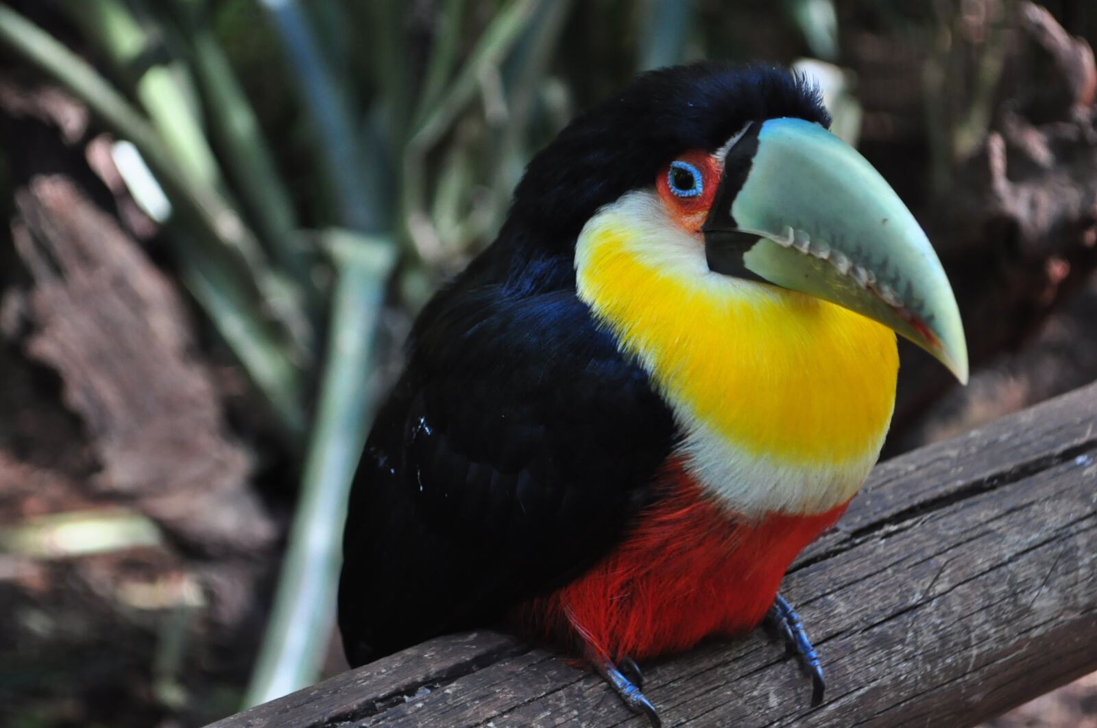 Nikon D5000 sample photo. Tucano, bird, brazil photography