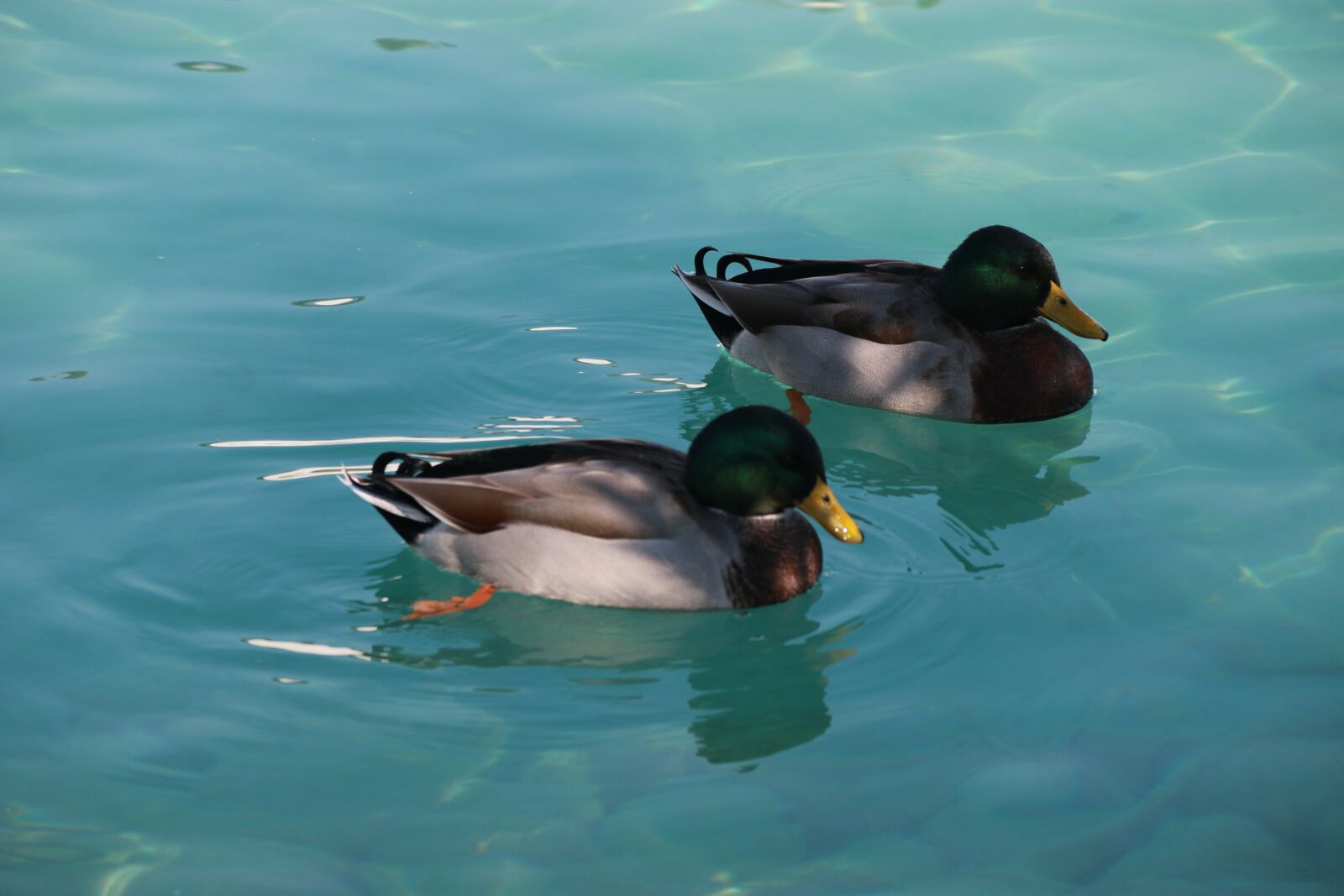 Canon EF-S 18-135mm F3.5-5.6 IS sample photo. Duck, marine, bird photography
