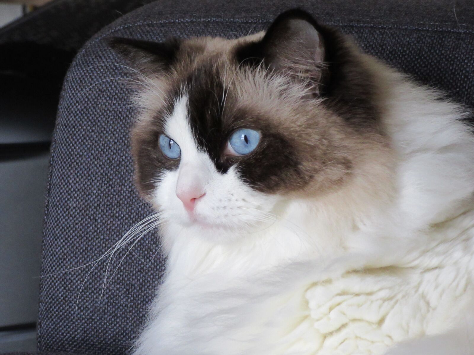 Canon PowerShot SX610 HS sample photo. Cat, ragdoll, blue photography