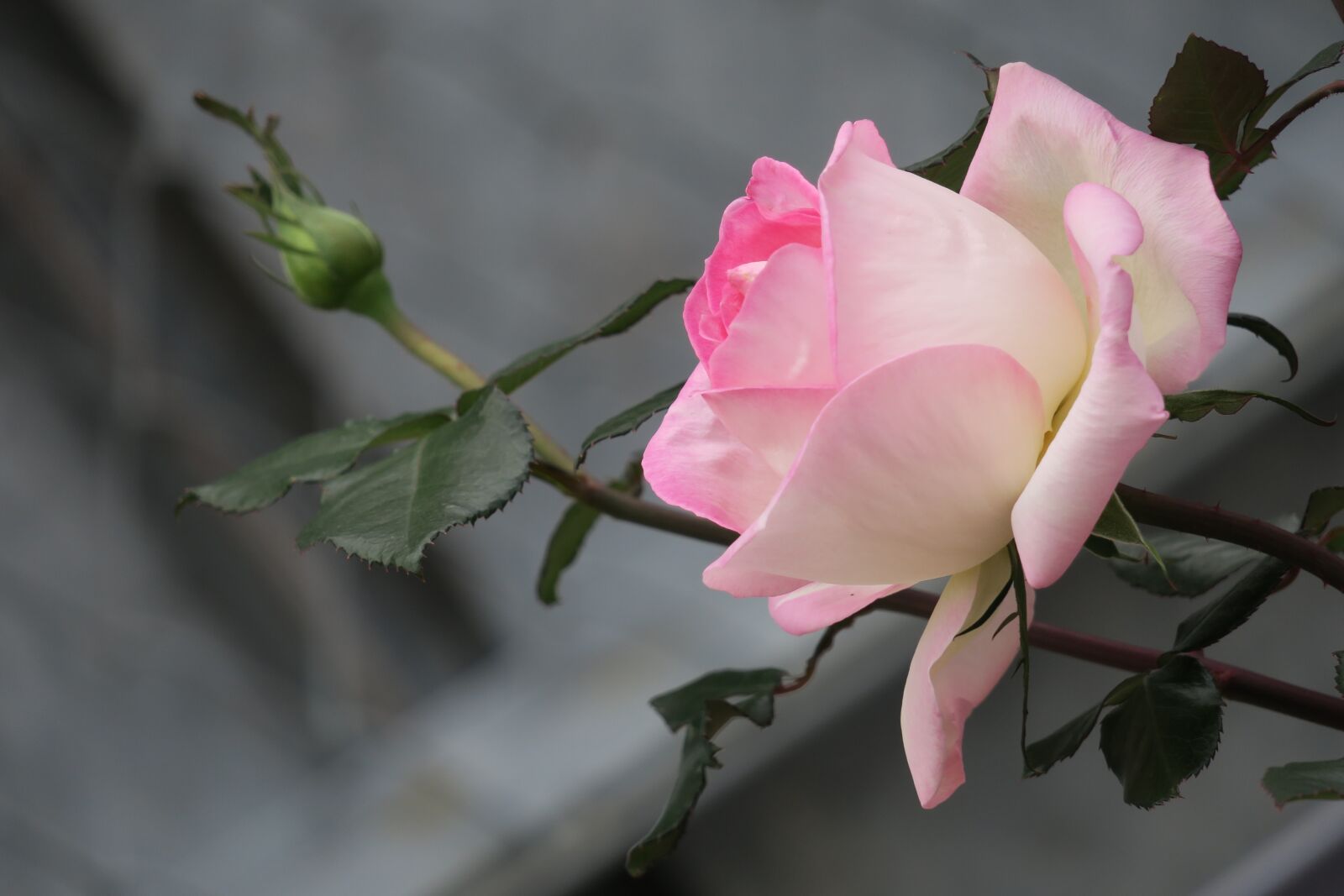 Canon PowerShot G3 X sample photo. Hong kong, rose, bloom photography