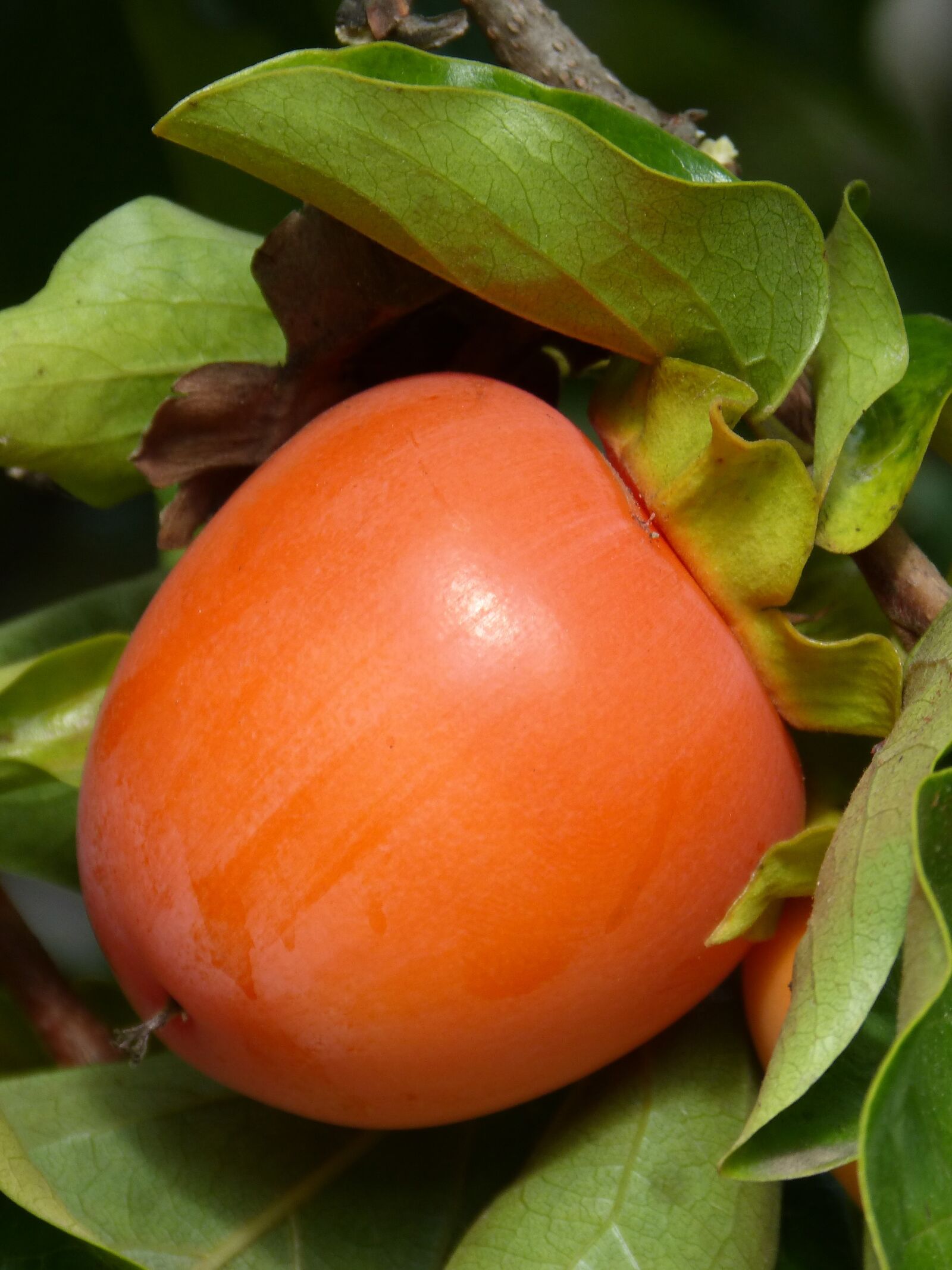 Panasonic DMC-FZ62 sample photo. Rosewood, khaki, fruit photography