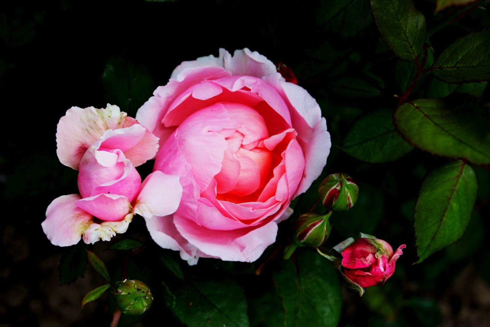 Canon EOS 700D (EOS Rebel T5i / EOS Kiss X7i) sample photo. Flower, pink rose, full photography