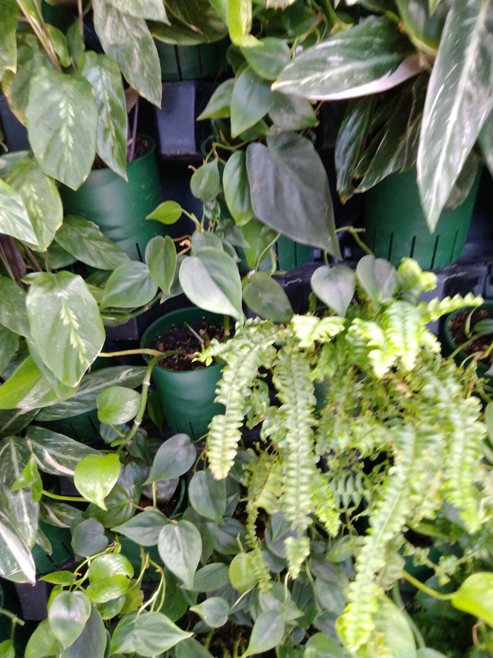 ASUS ZenFone Max Pro M1 (ZB602KL) (WW) / Max Pro M1 (ZB601KL) (IN) sample photo. Plants, green, leaves photography