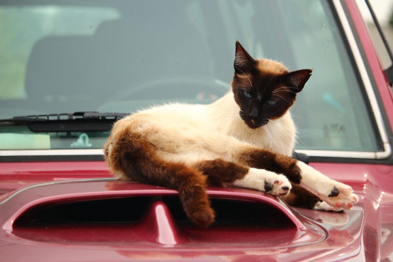 Canon EOS 100D (EOS Rebel SL1 / EOS Kiss X7) sample photo. Cat, mieze, kitten photography