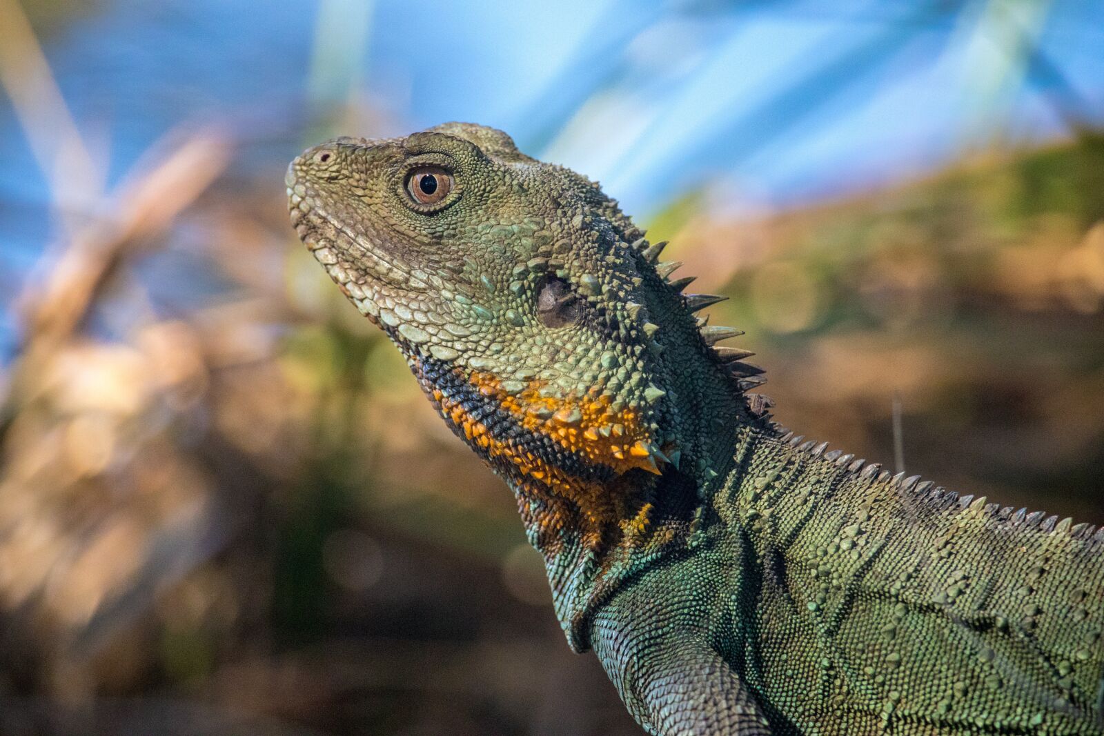 Canon EOS 200D (EOS Rebel SL2 / EOS Kiss X9) sample photo. Lizard, reptile, nature photography