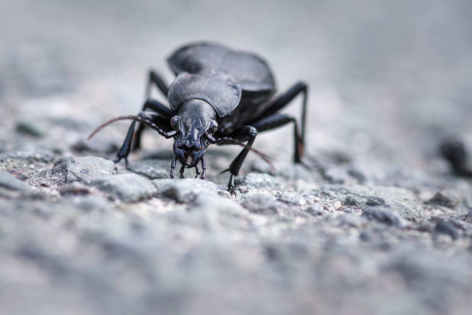 Nikon D7200 sample photo. Insect, beetle, ground beetles photography