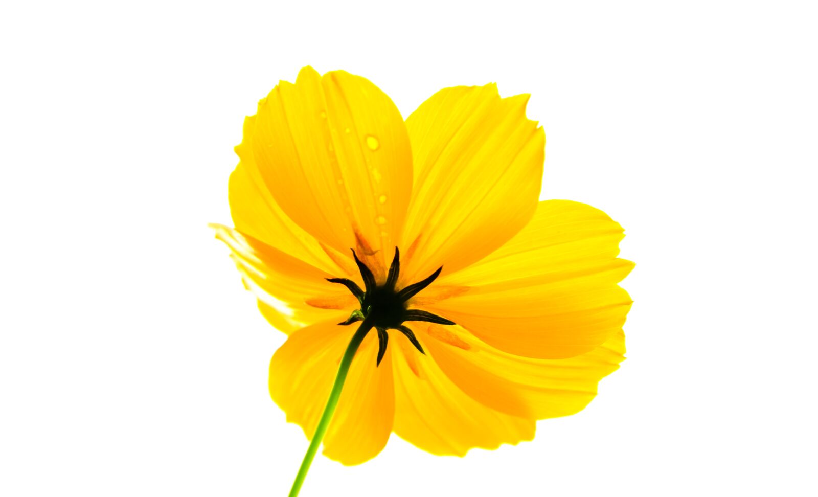 Nikon D7000 sample photo. Nature, flower, blossom photography
